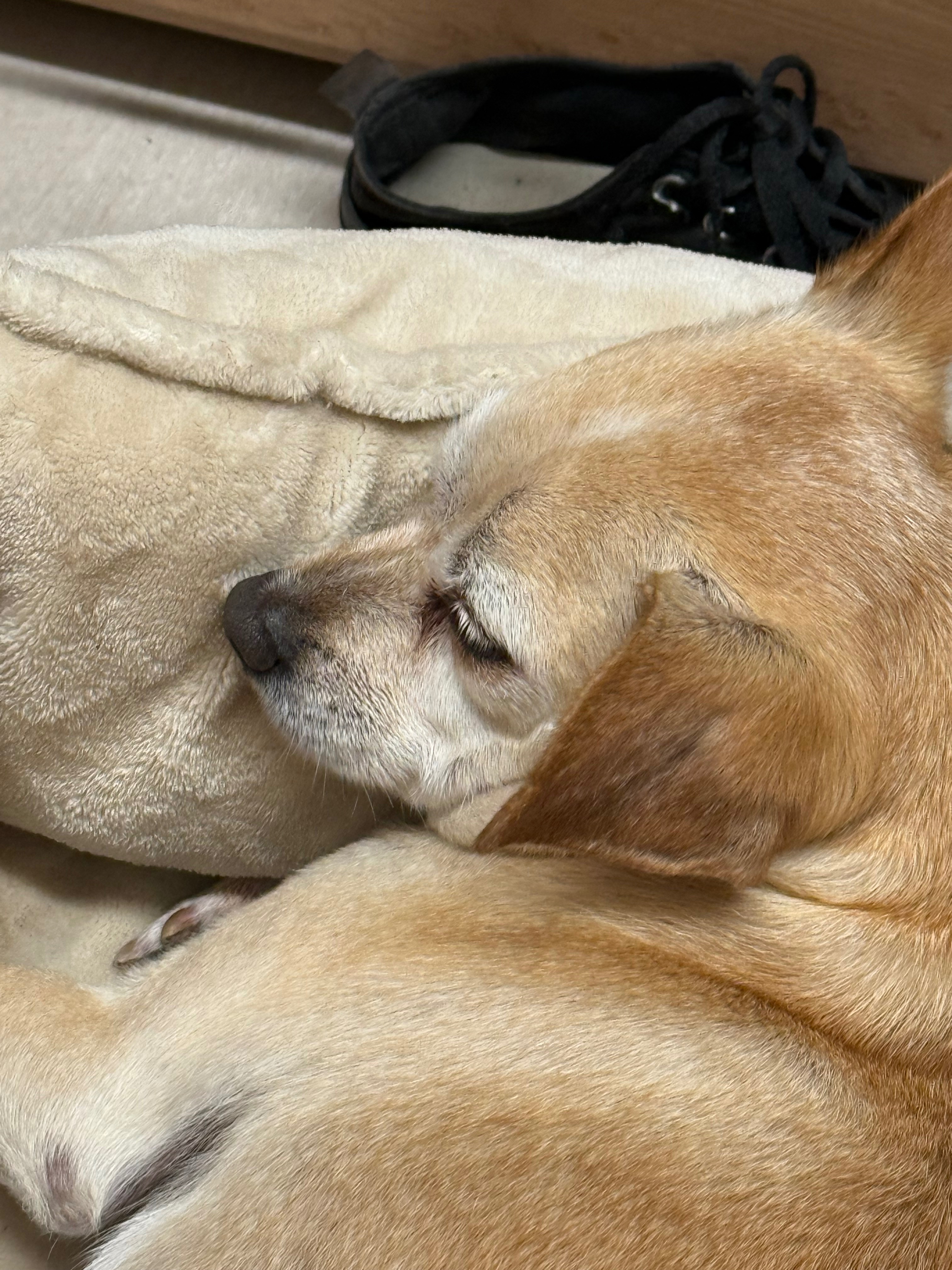 Urgent Help for Friends and Pets Facing Homelessness campaign photo, 6 of 7