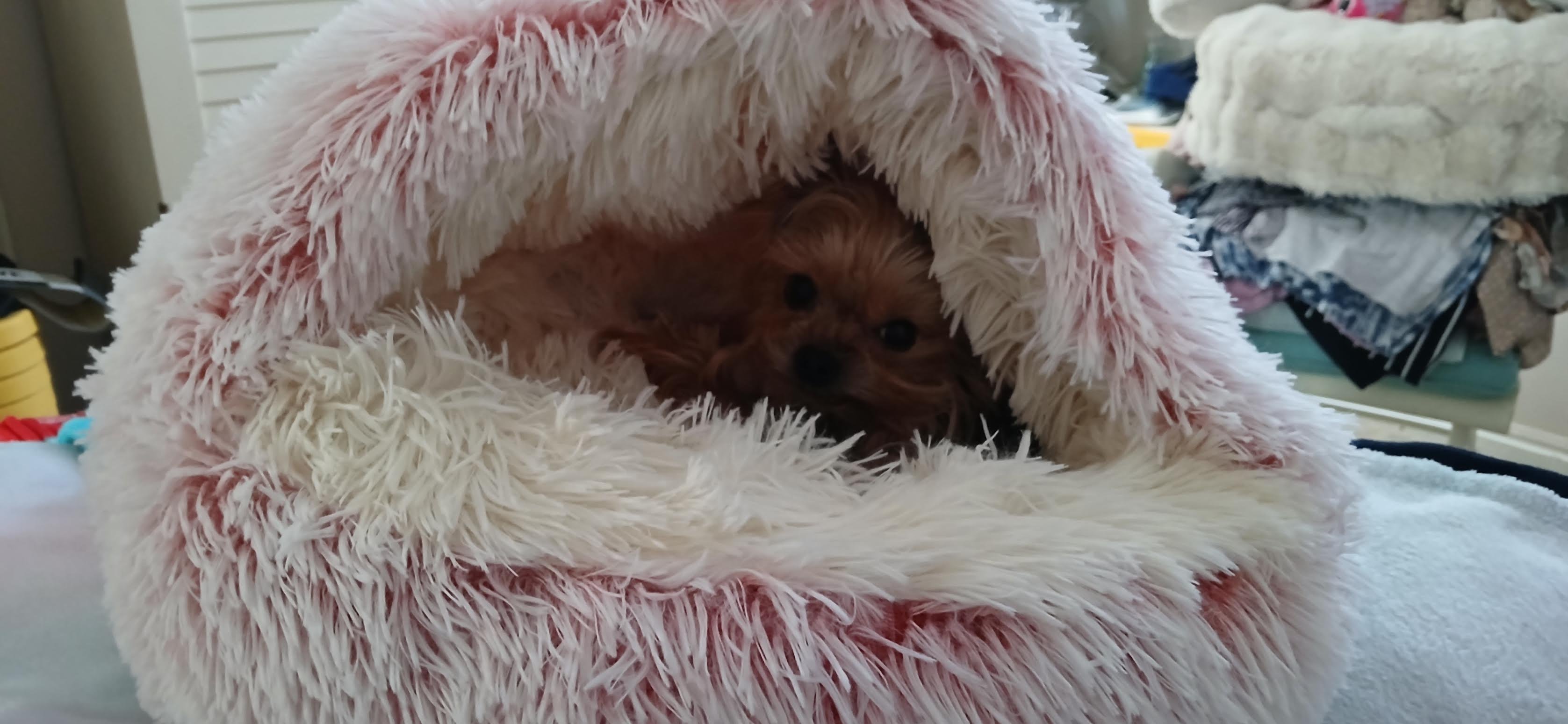 Luna Ella’s Story and Recovery campaign photo, 4 of 8