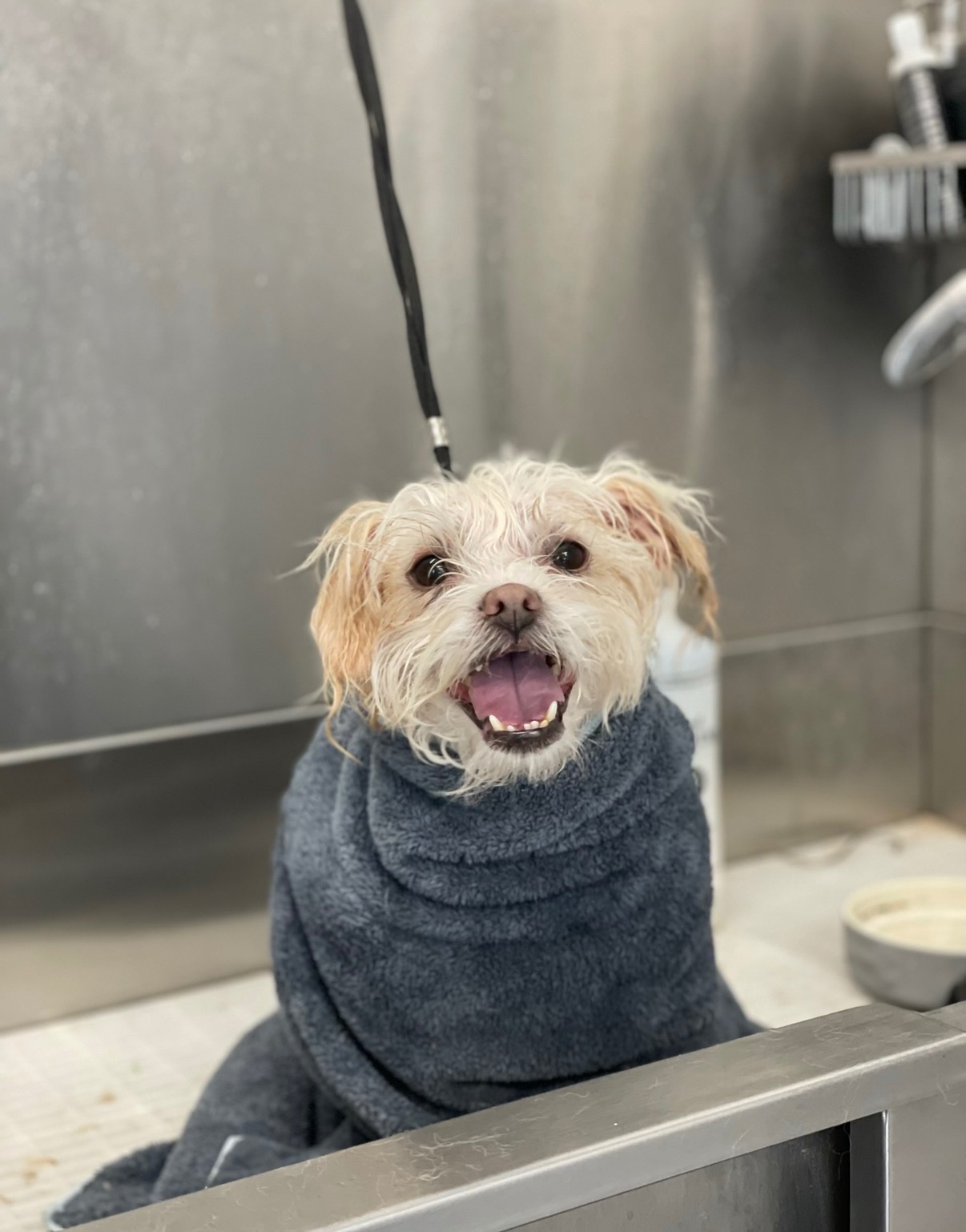 Charity Dog Wash Day! campaign photo, 2 of 7