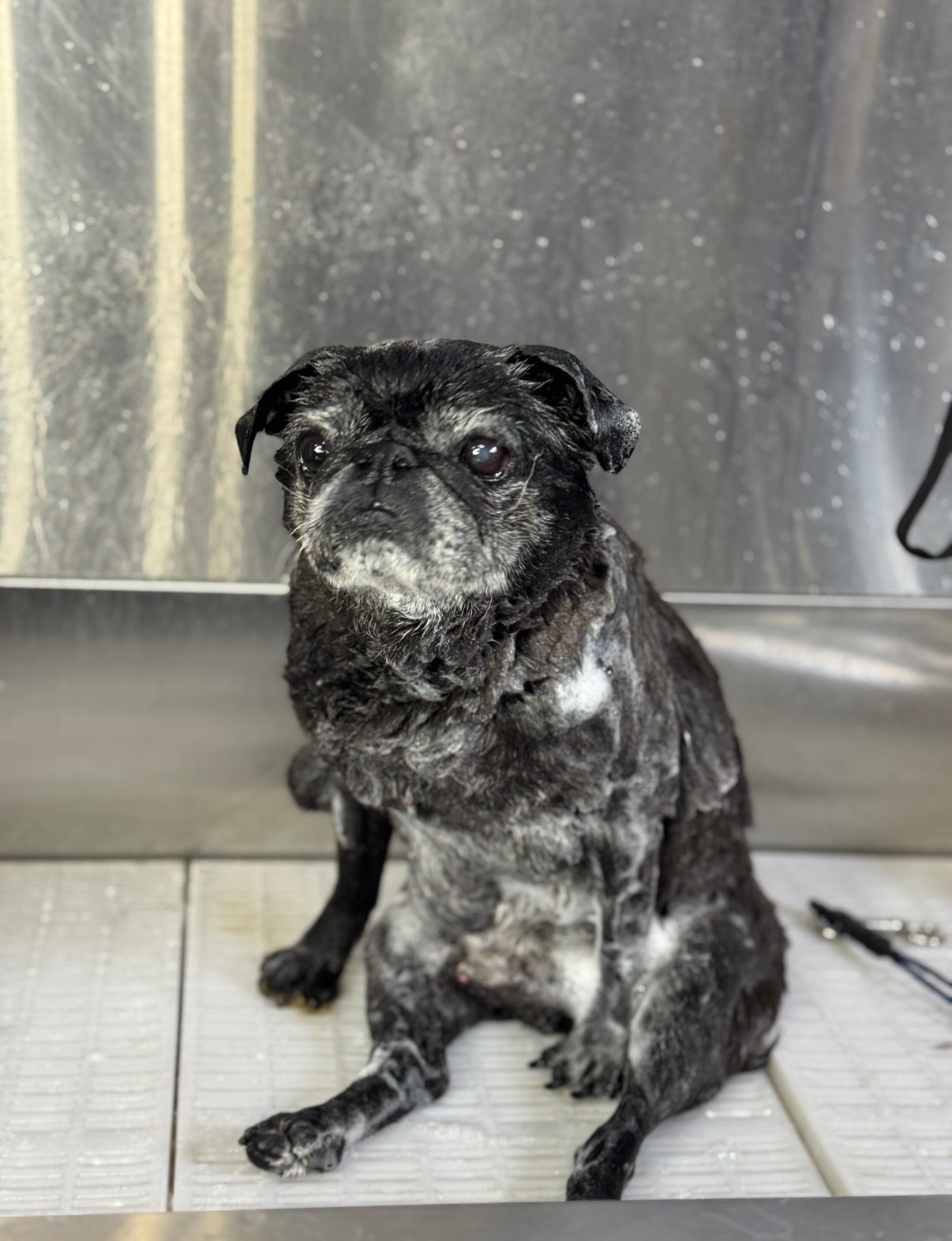 Charity Dog Wash Day! campaign photo, 6 of 7