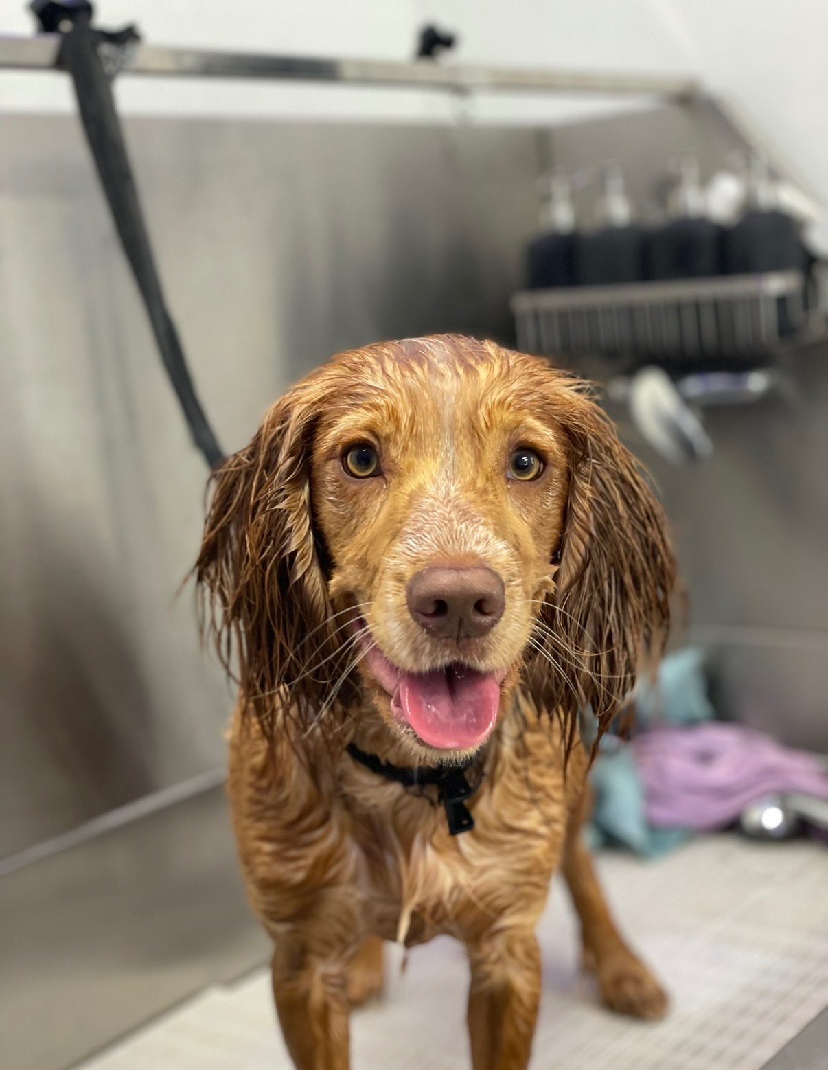 Charity Dog Wash Day! campaign photo, 4 of 7