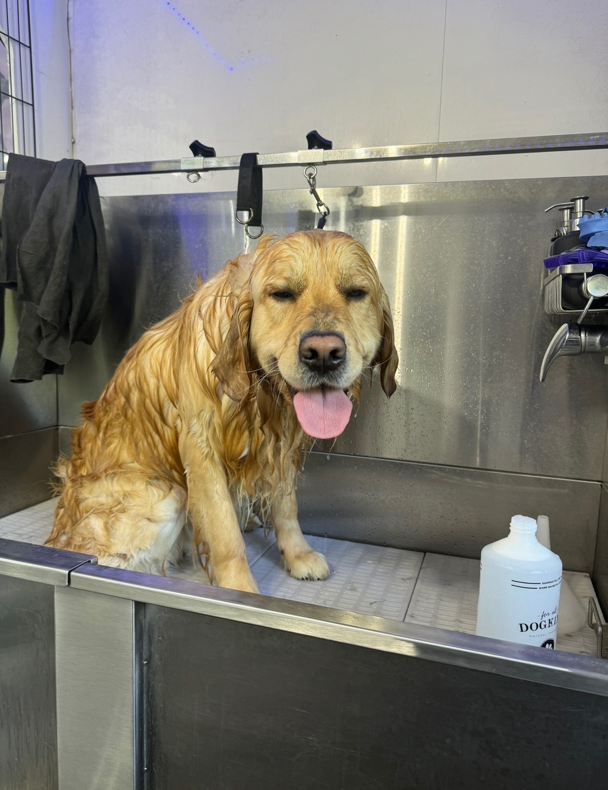 Charity Dog Wash Day! campaign photo, 5 of 7