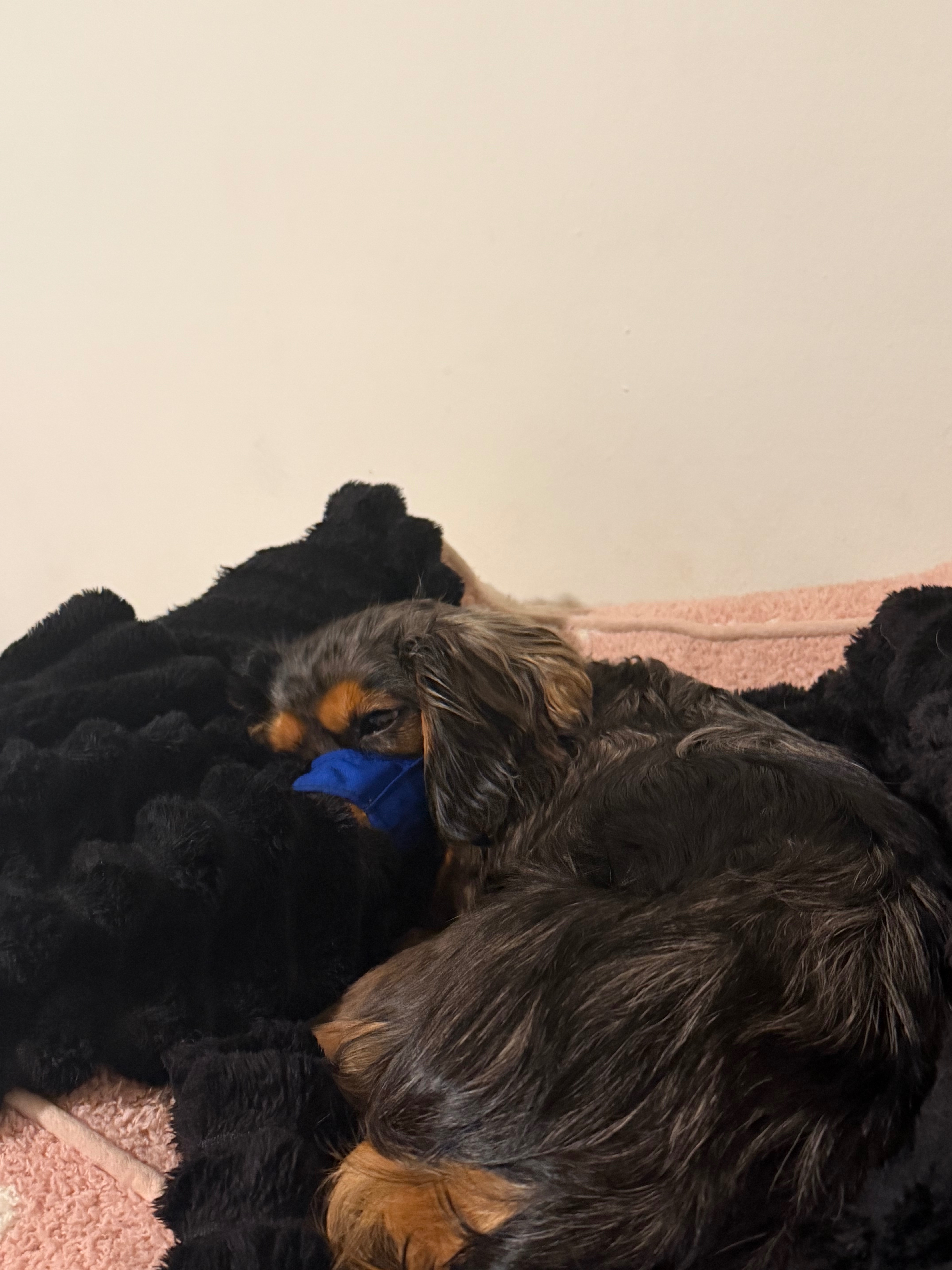 Help Mylo Heal After a Dog Attack campaign photo, 4 of 7