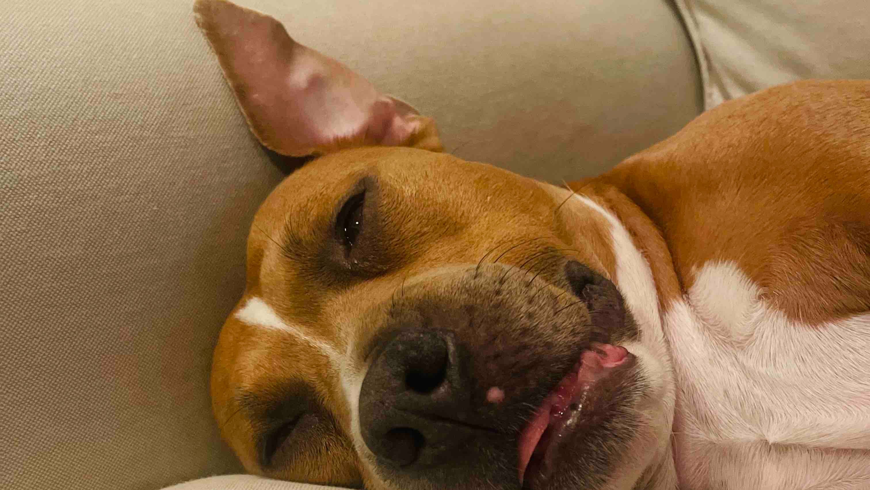 Lana's Tumor Is Back and We're Behind on Rent campaign photo, 2 of 5