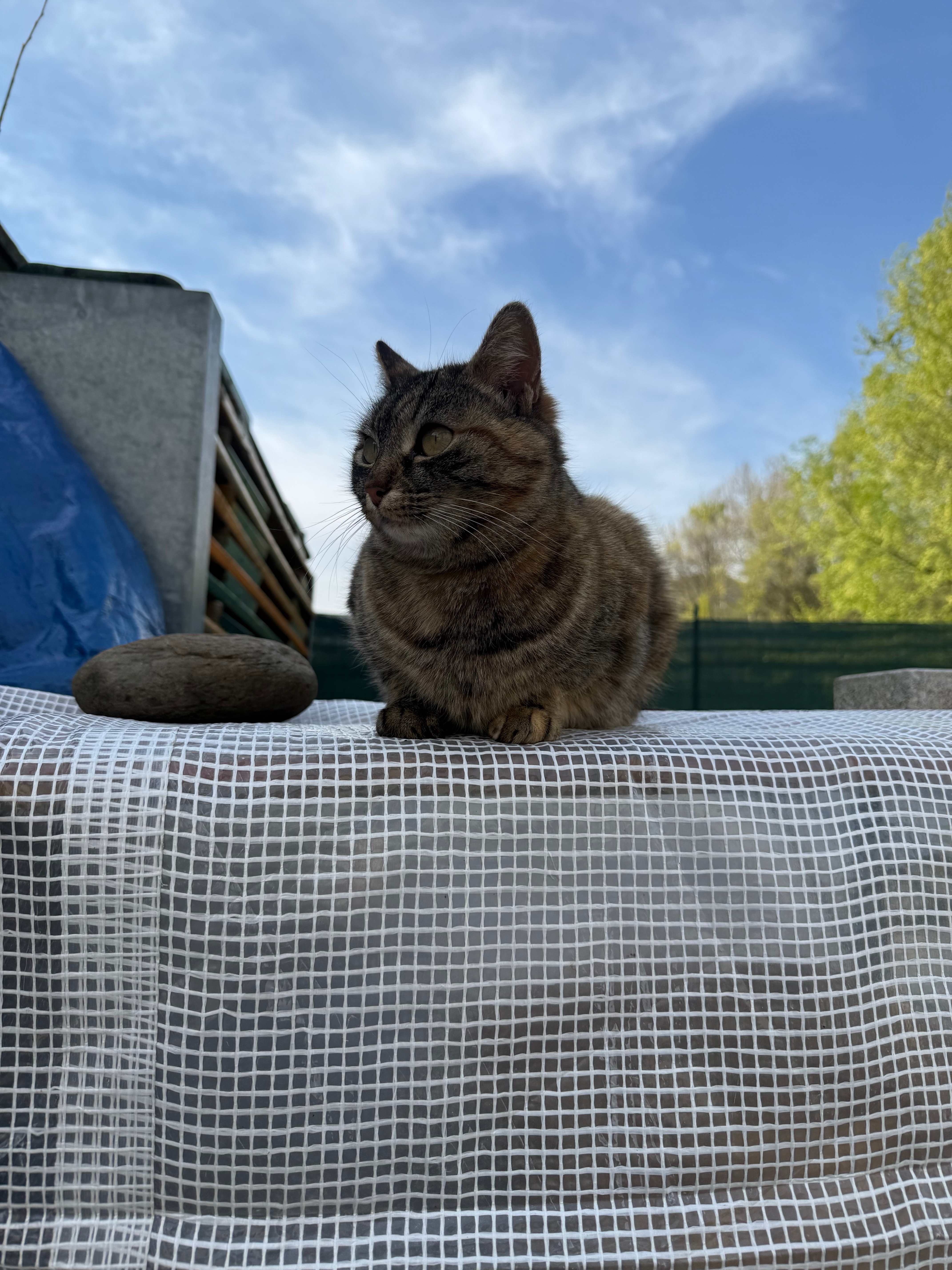Aiutami a mettere in salvo i gatti della mia colonia campaign photo, 8 of 9