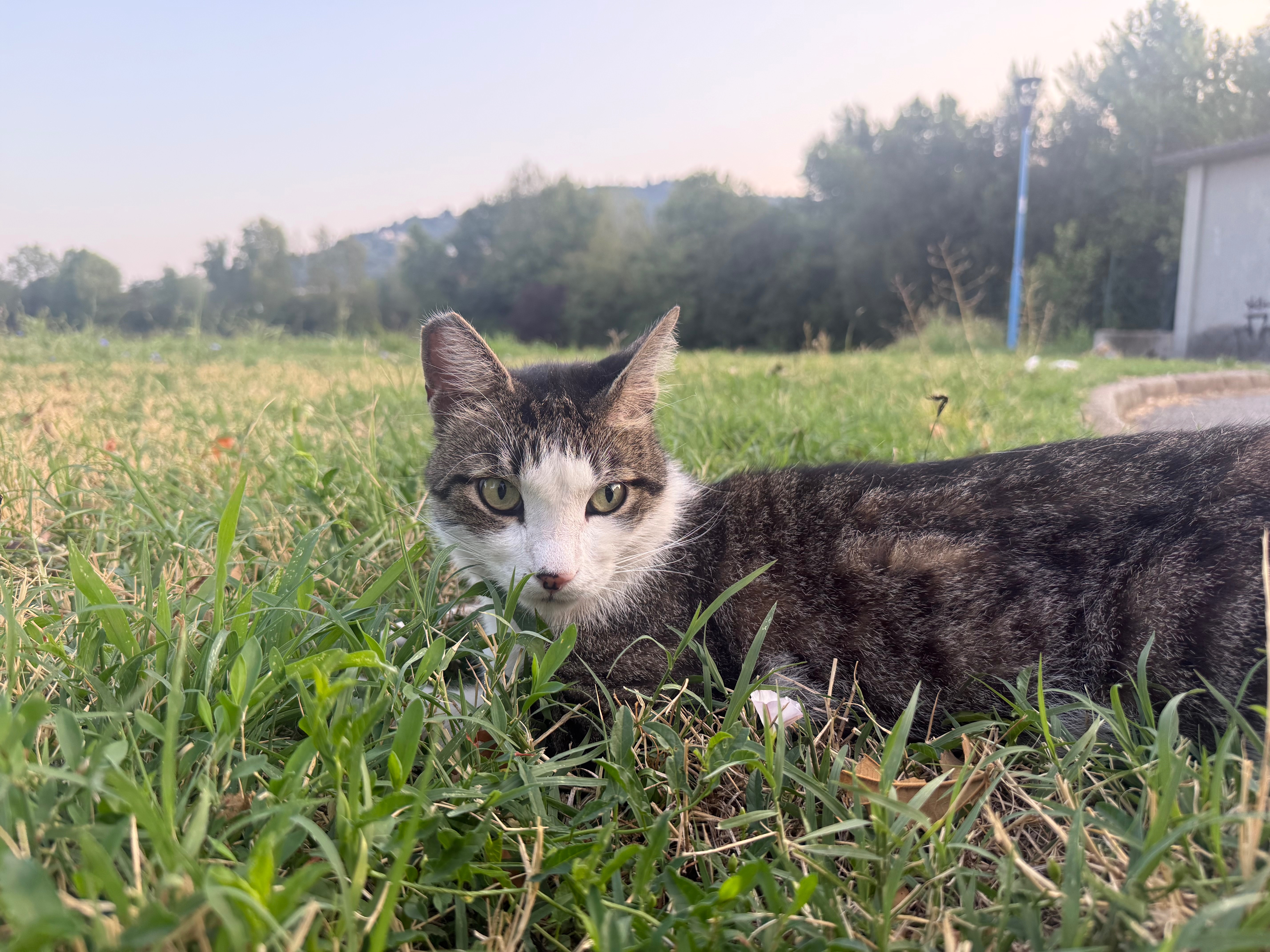 Aiutami a mettere in salvo i gatti della mia colonia campaign photo, 4 of 9