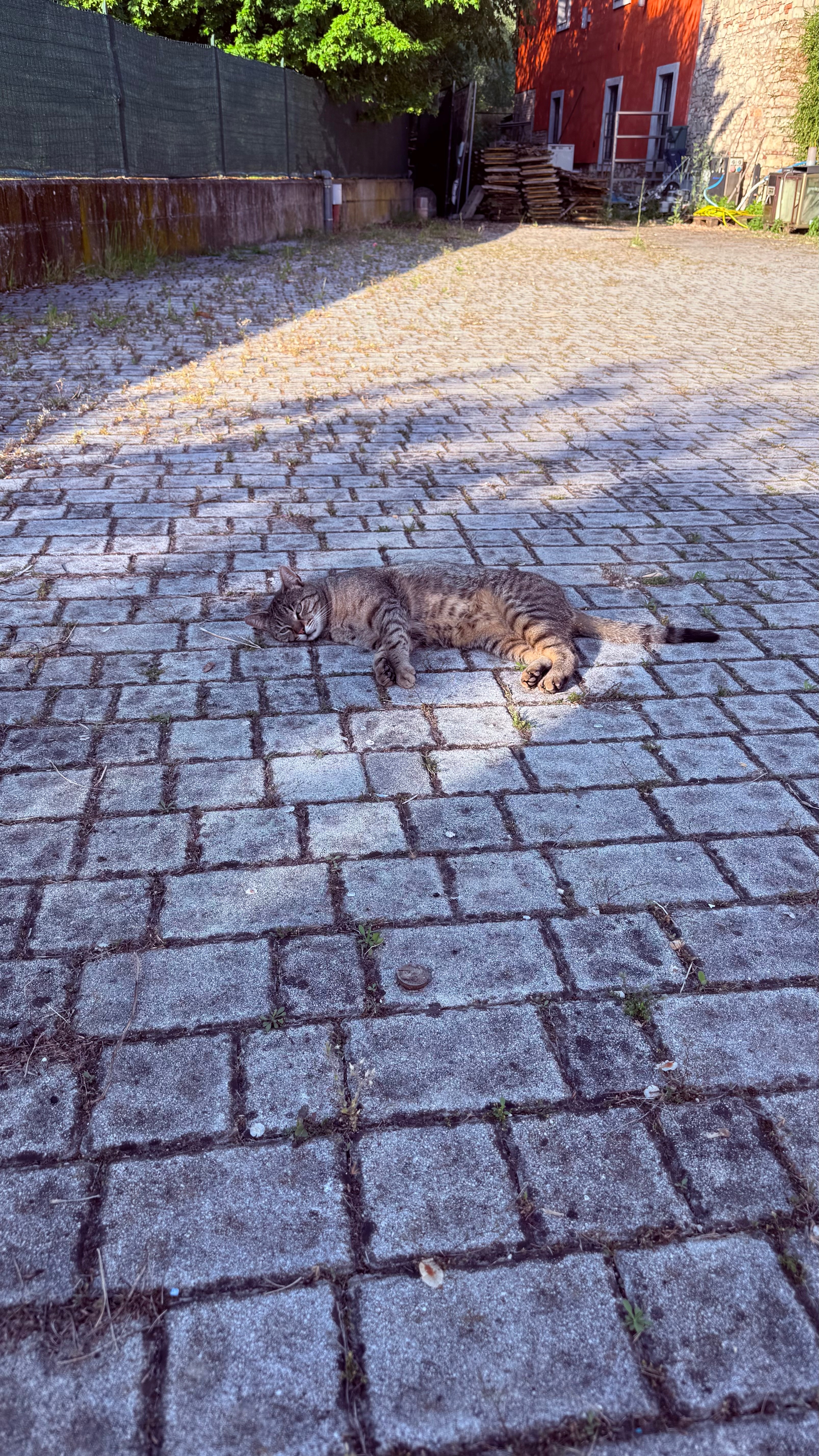 Aiutami a mettere in salvo i gatti della mia colonia campaign photo, 5 of 9