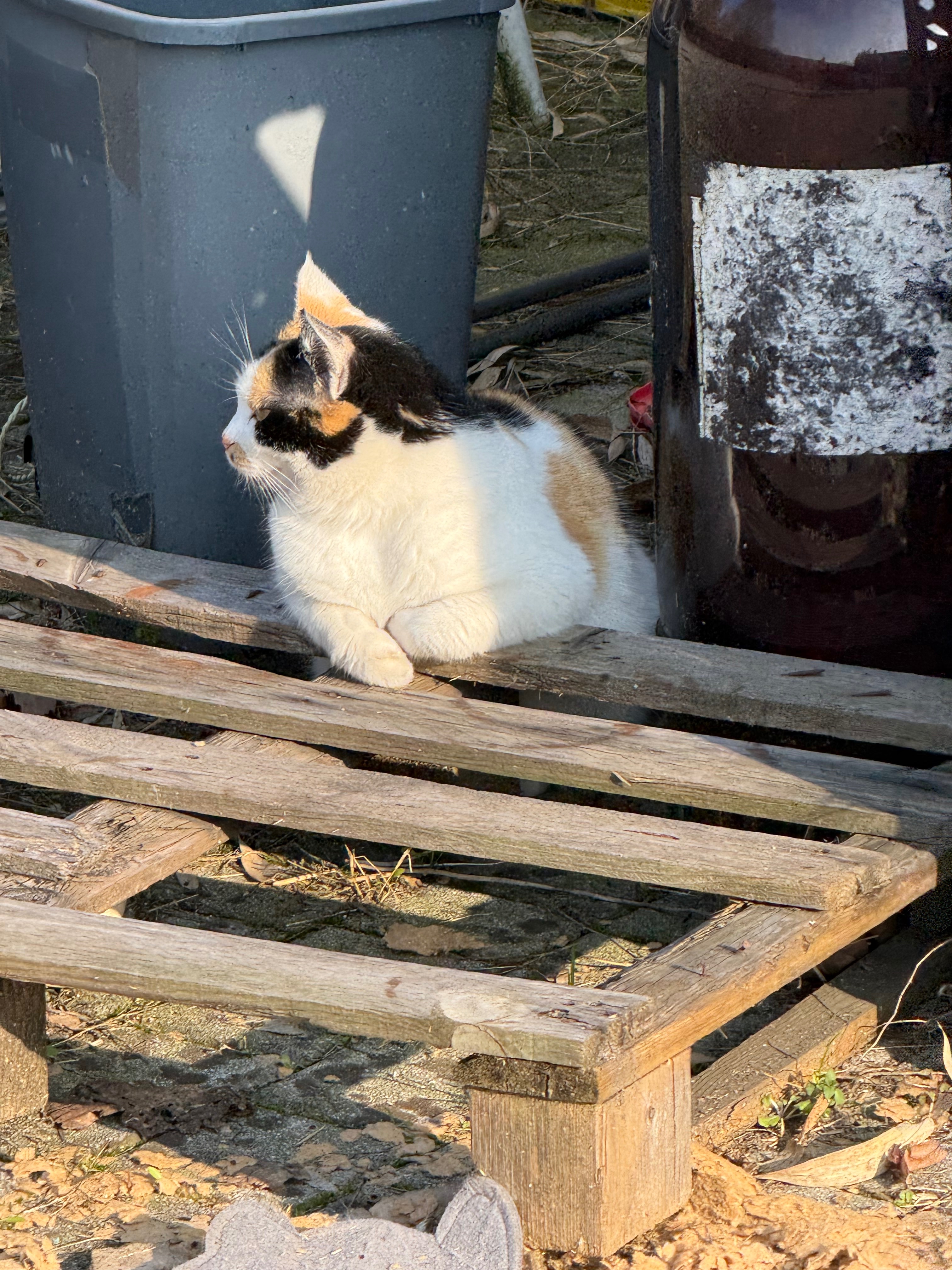 Aiutami a mettere in salvo i gatti della mia colonia campaign photo, 6 of 9