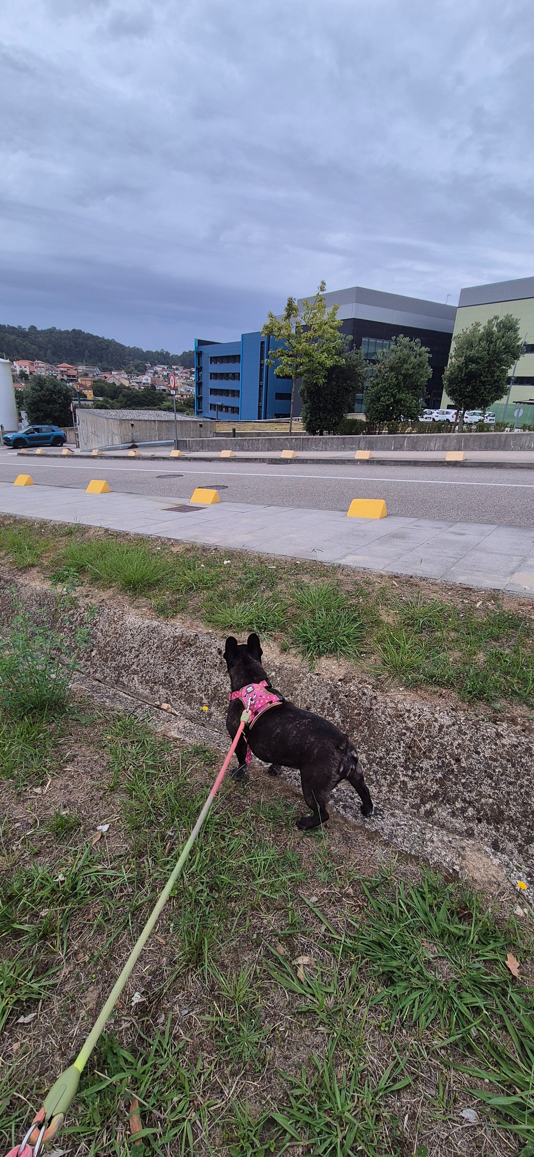 Fundraiser by Cristina Dieguez : Arya necesita tratamientos
