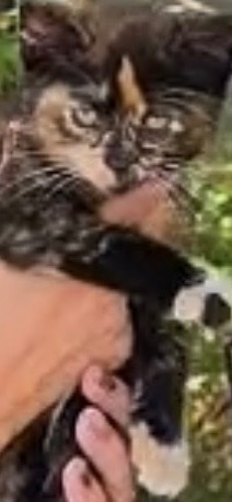 Help Cynthia Morgan The Bus Driver Fired For Saving a Kitten campaign photo, 2 of 4
