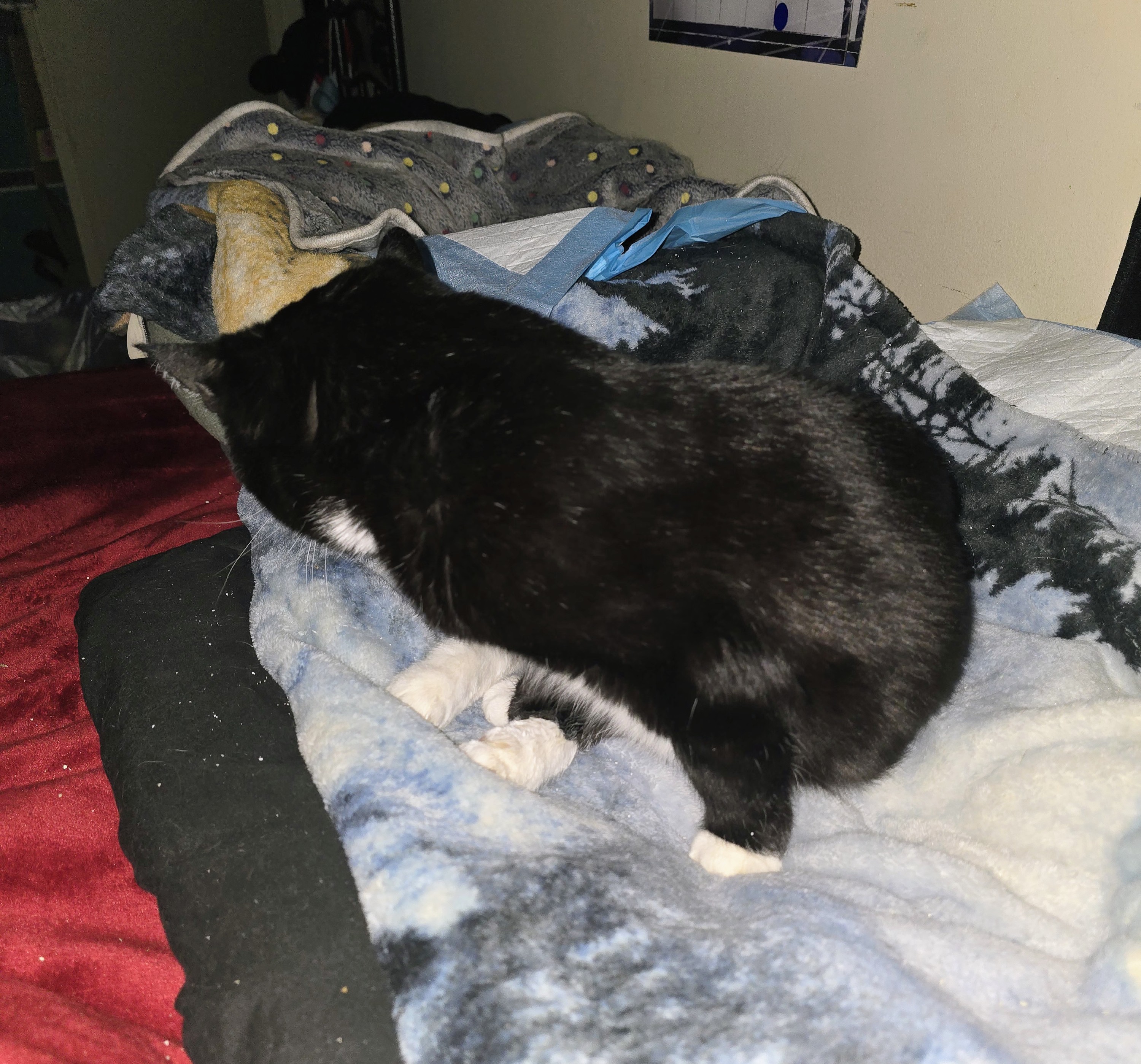 Please help save my baby Missy campaign photo, 2 of 5