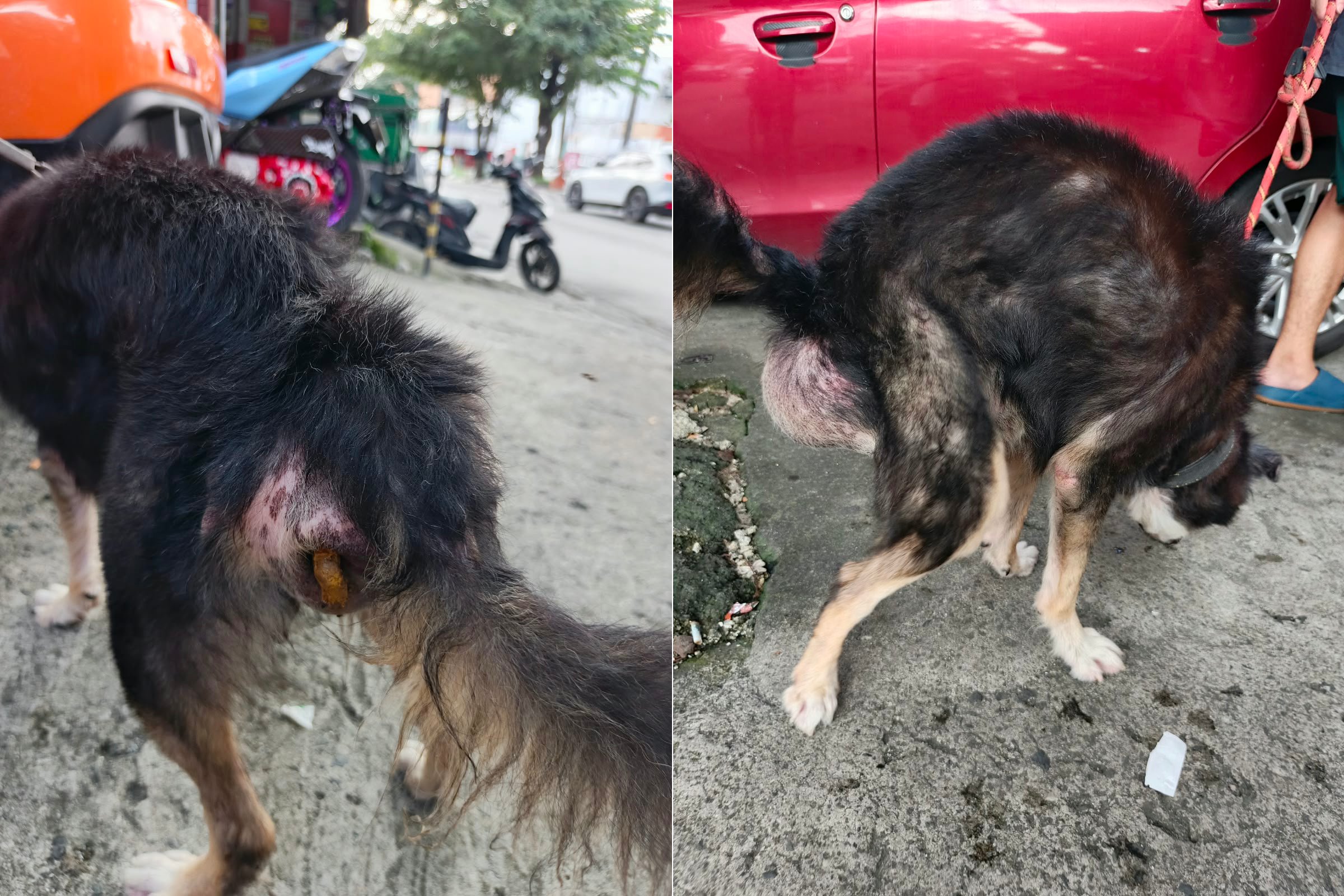 Save Jabo: Surgery for a Sweet Senior Stray campaign photo, 2 of 8