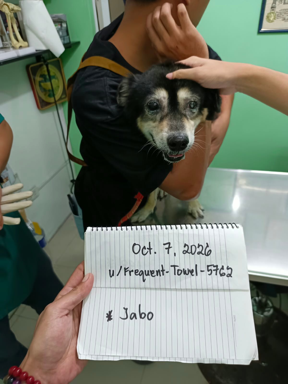 Save Jabo: Surgery for a Sweet Senior Stray campaign photo, 4 of 8