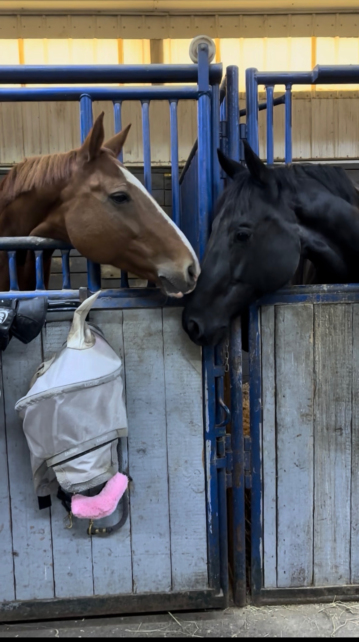 Help 3 Young Equestrians Rebuild after Devastating Tragedy campaign photo, 4 of 6
