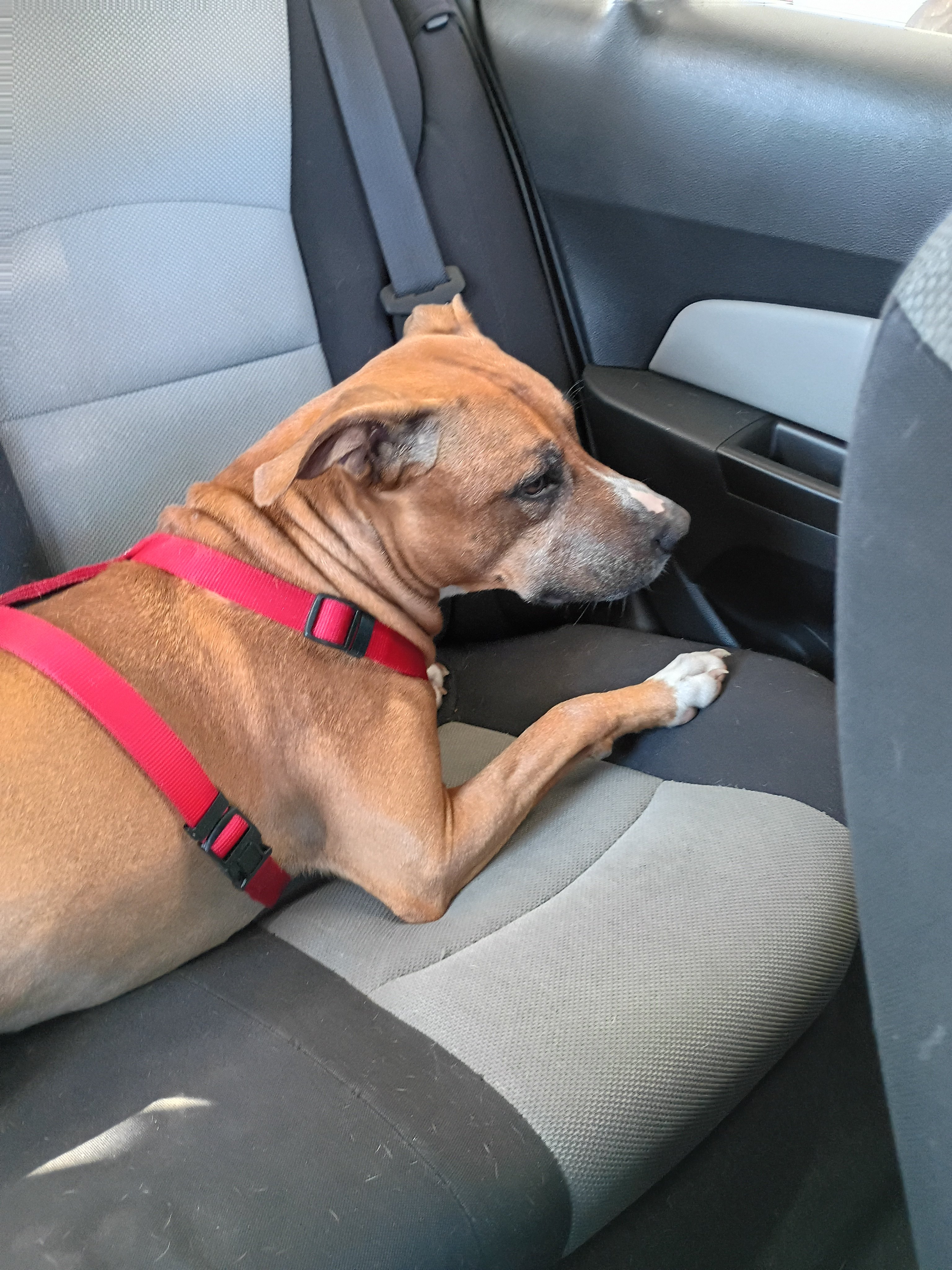Help Zeus Get Surgery ASAP campaign photo, 2 of 4