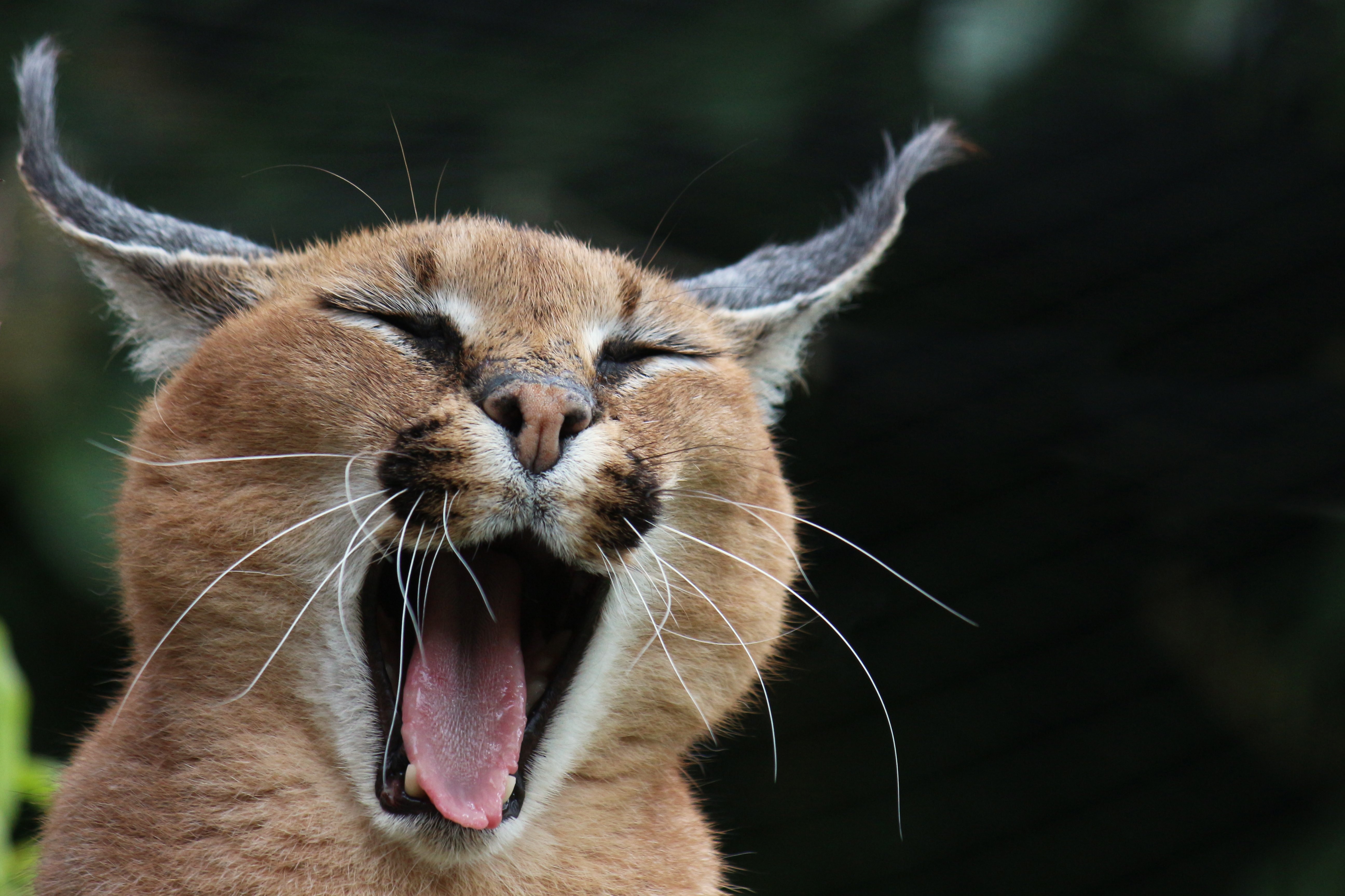 Help Dierenpark De Oliemeulen aan een nieuwe toekomst campaign photo, 10 of 11