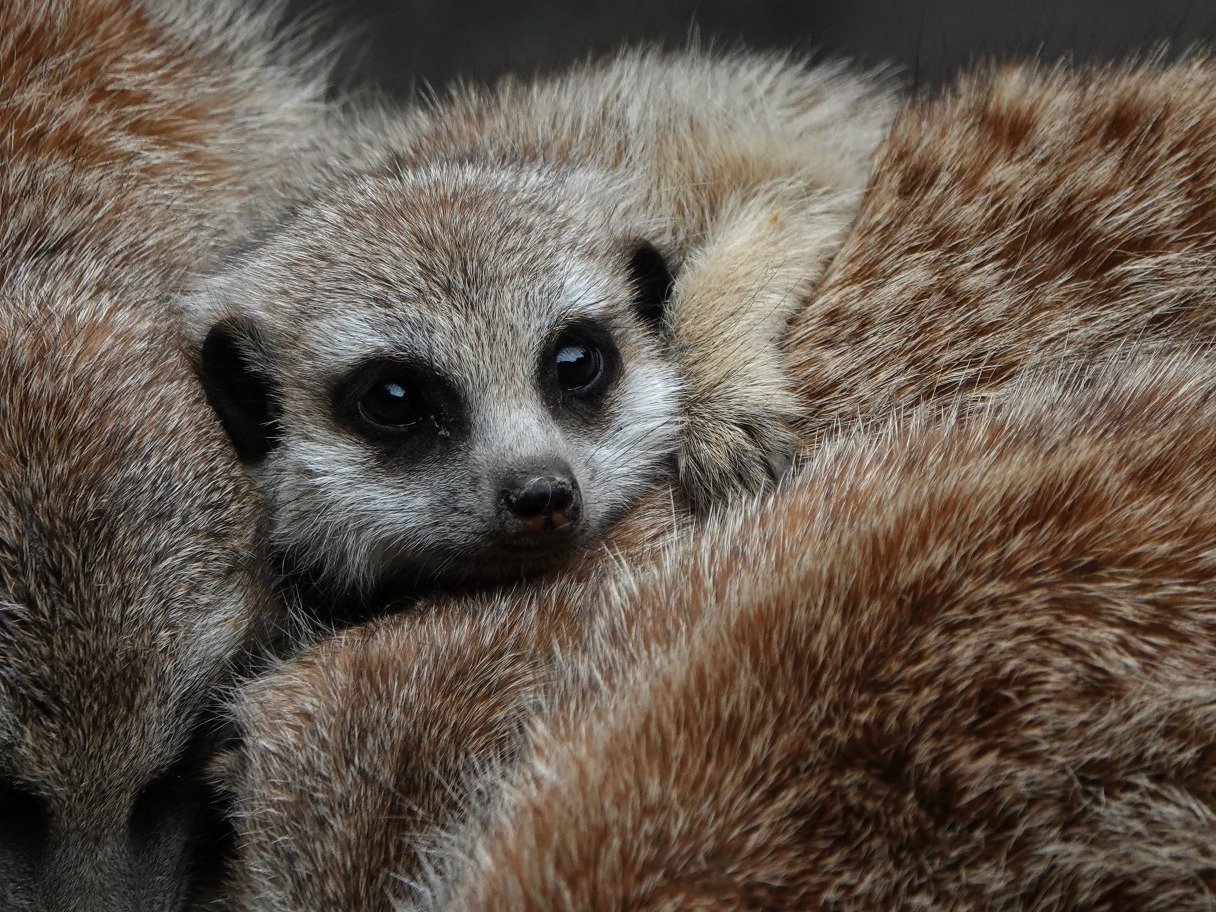 Help Dierenpark De Oliemeulen aan een nieuwe toekomst campaign photo, 4 of 11