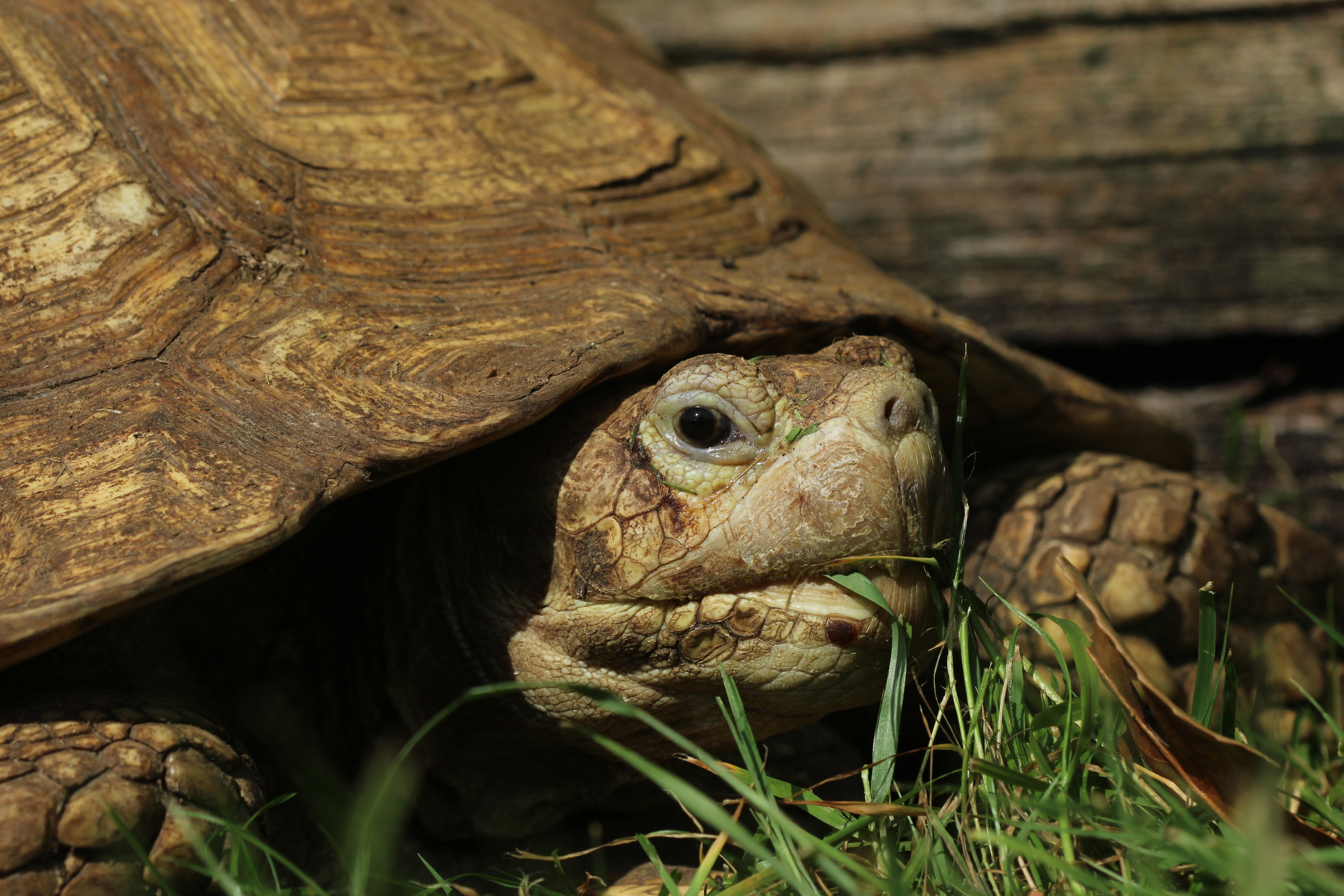 Help Dierenpark De Oliemeulen aan een nieuwe toekomst campaign photo, 5 of 11