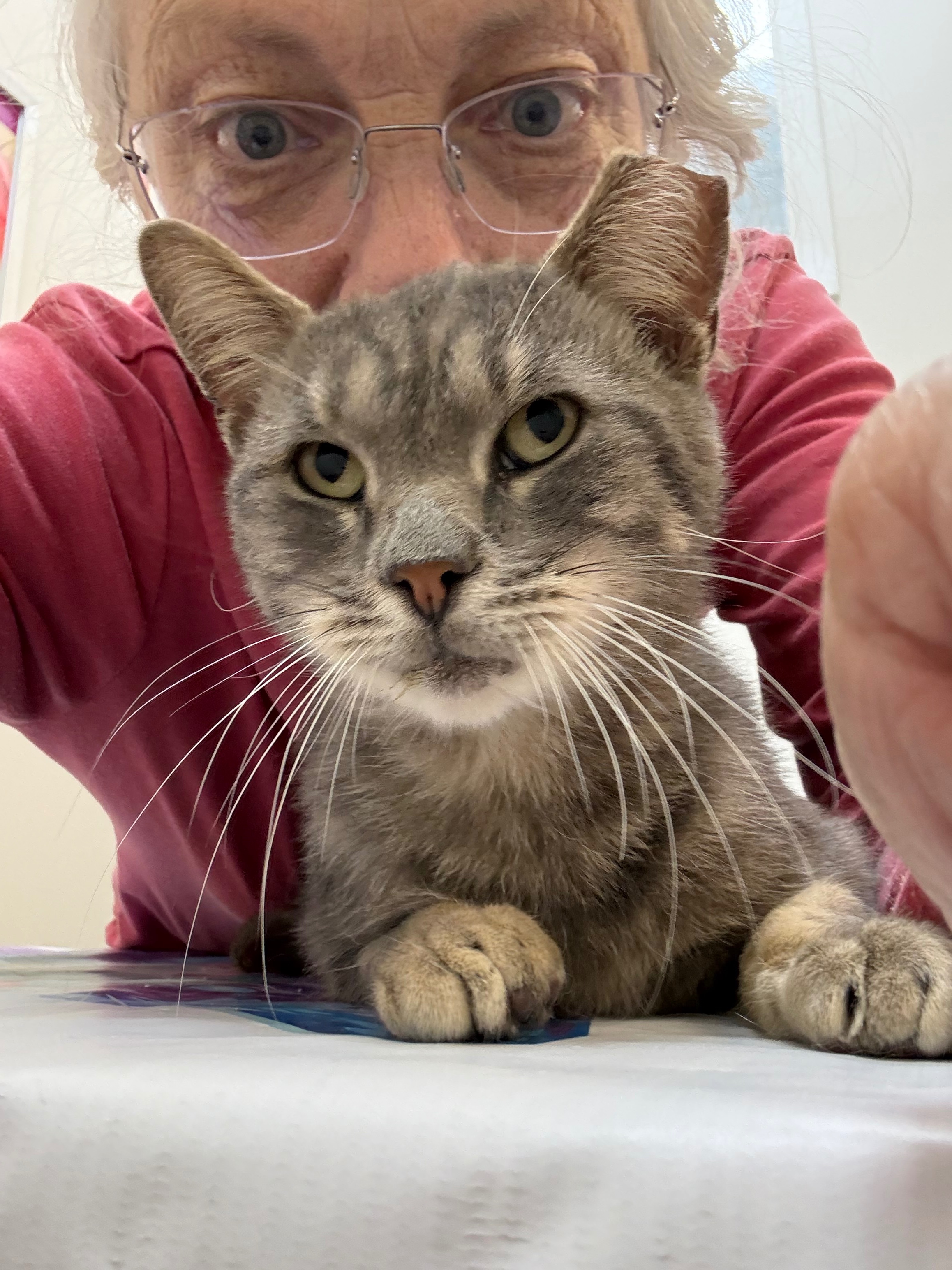 20 Cats Bred & Dumped in Brooklyn campaign photo, 10 of 11