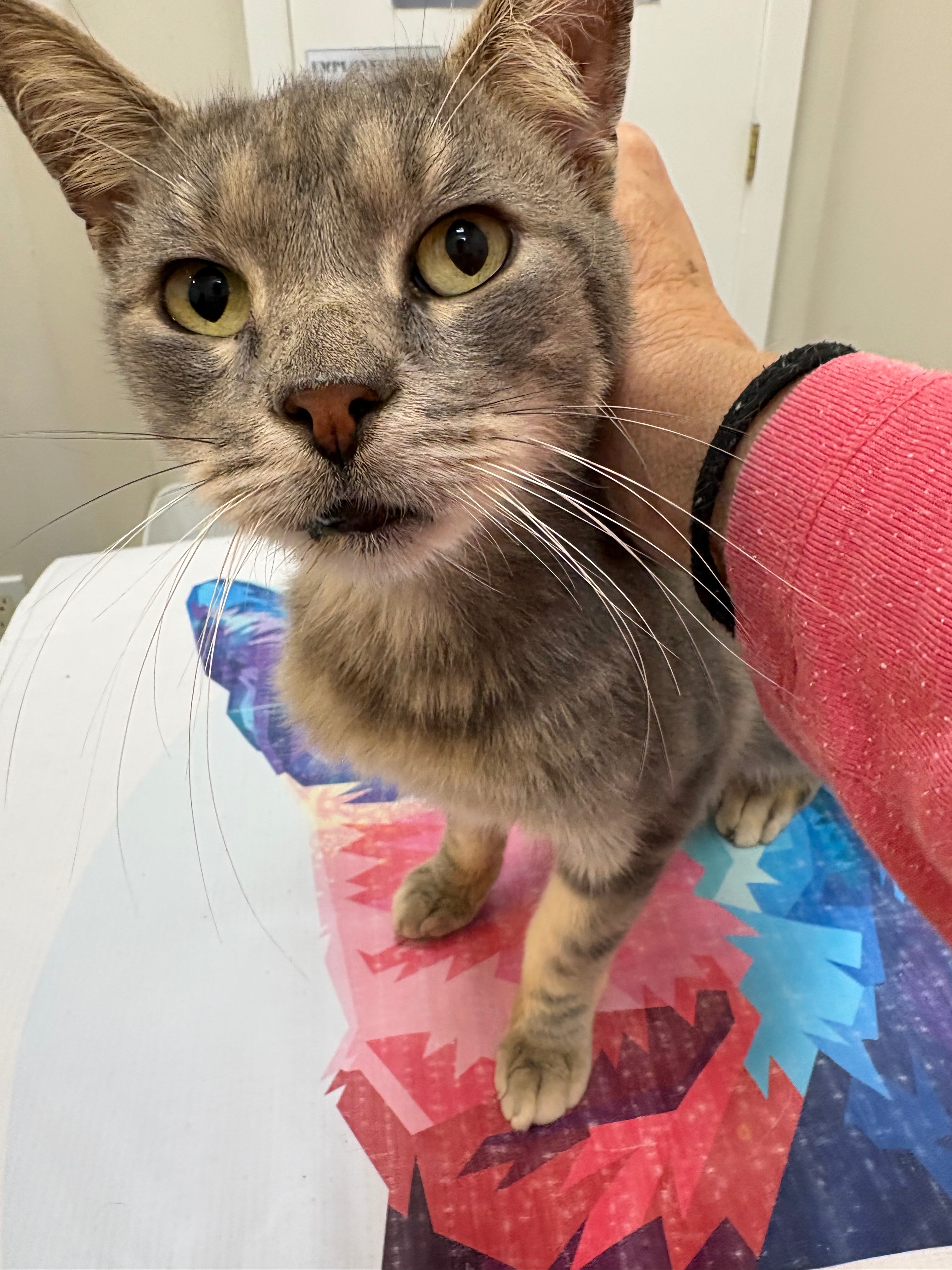 20 Cats Bred & Dumped in Brooklyn campaign photo, 2 of 11