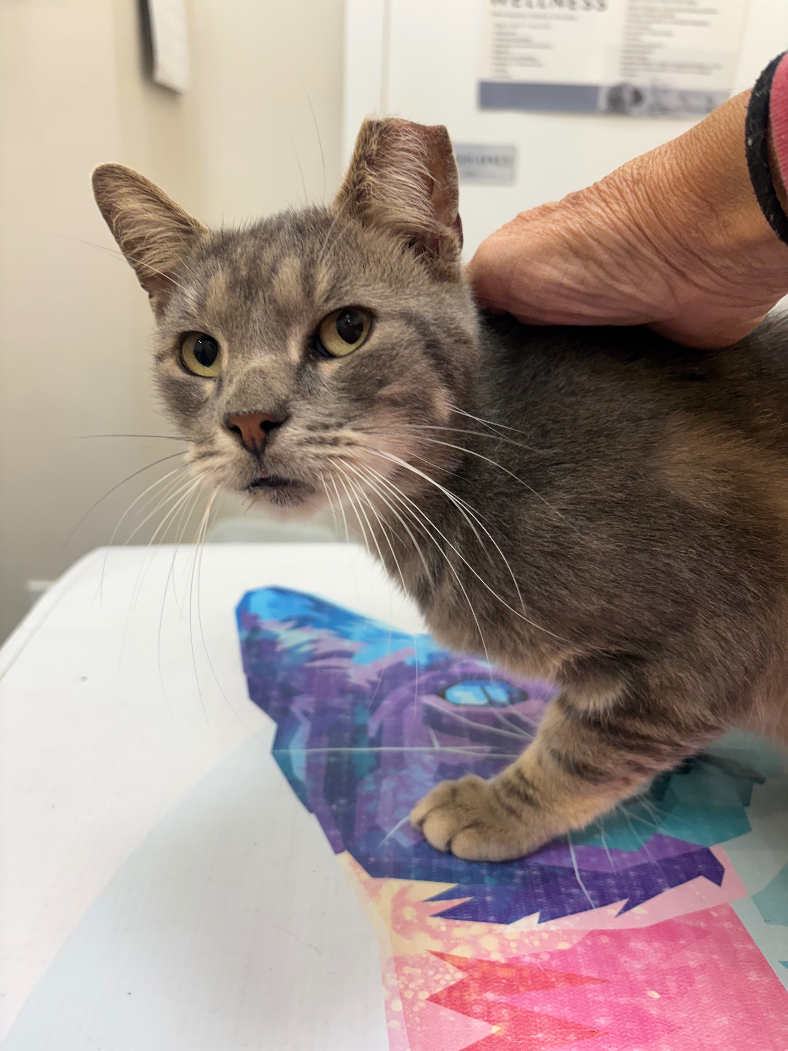 20 Cats Bred & Dumped in Brooklyn campaign photo, 6 of 11