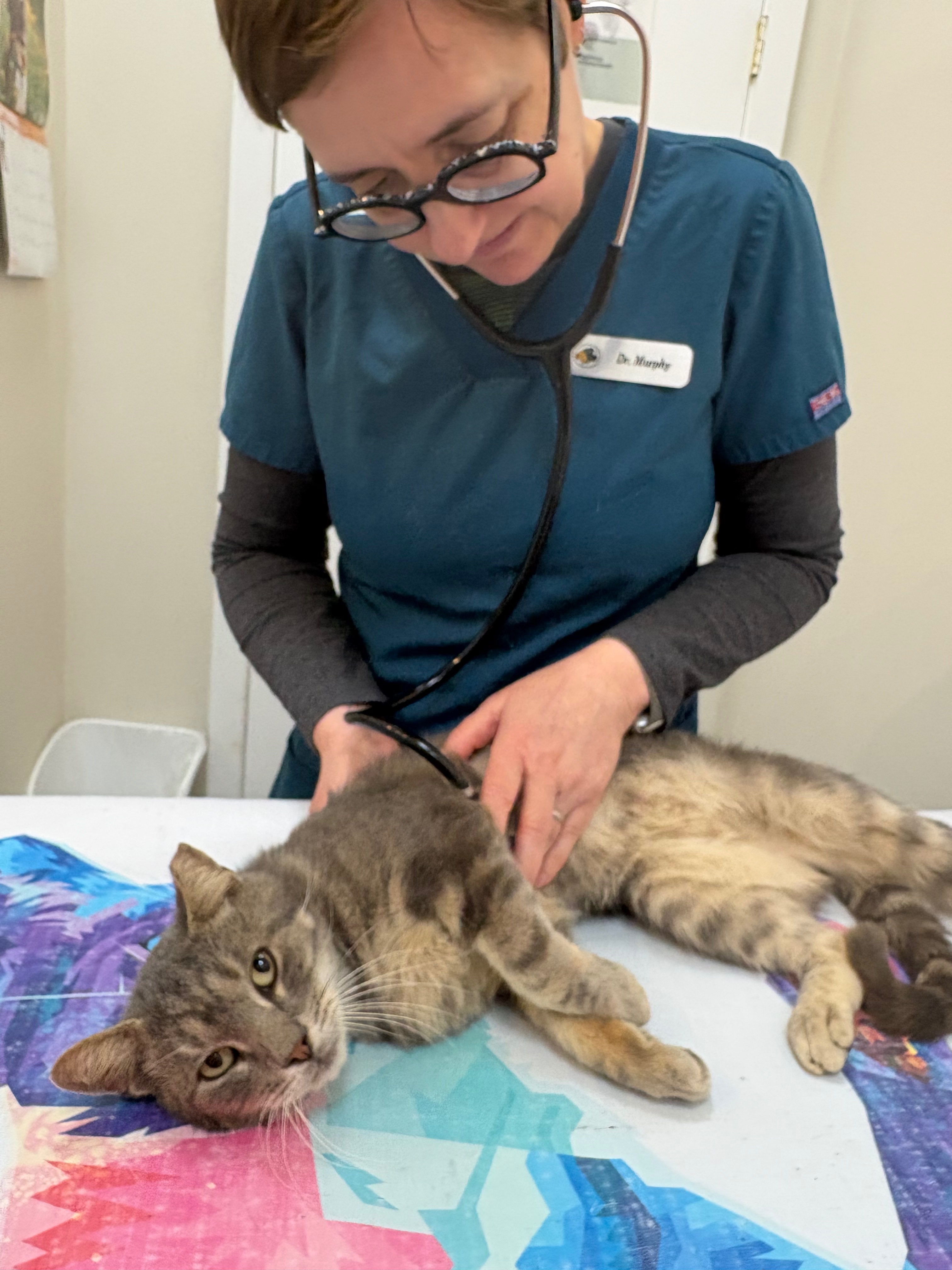 20 Cats Bred & Dumped in Brooklyn campaign photo, 5 of 11