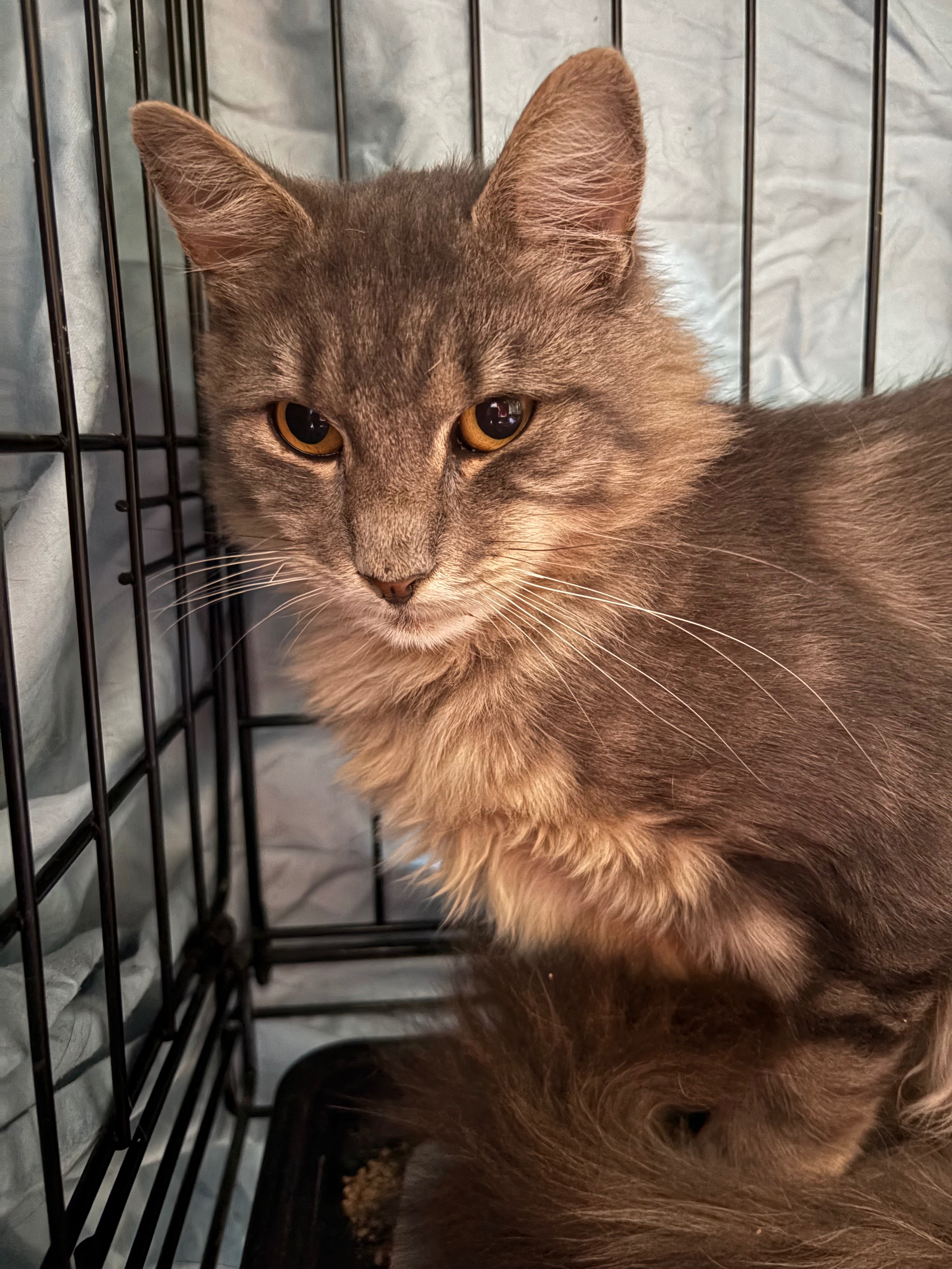 20 Cats Bred & Dumped in Brooklyn campaign photo, 8 of 11