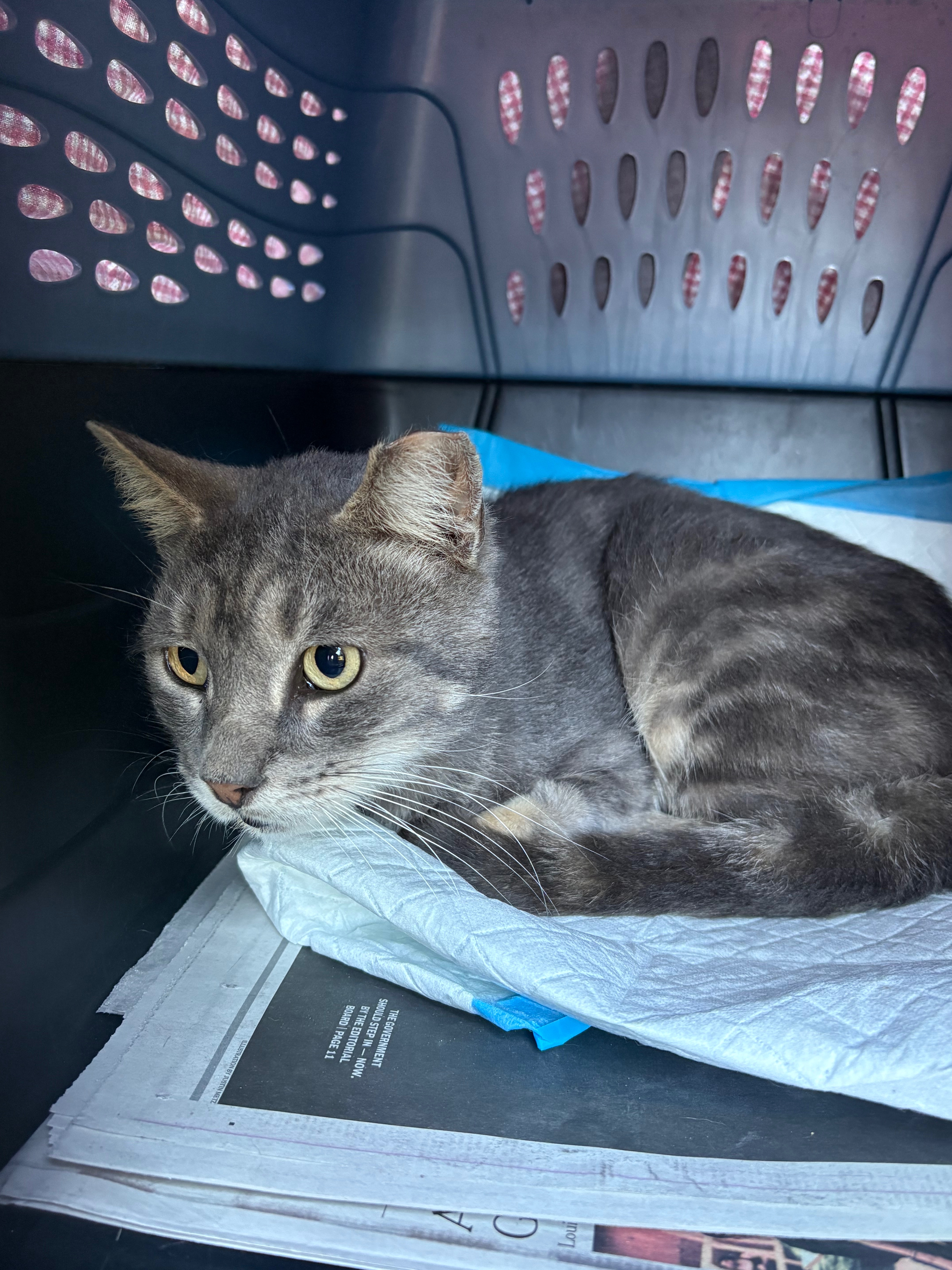 20 Cats Bred & Dumped in Brooklyn campaign photo, 9 of 11