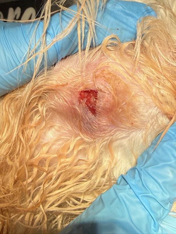 Help Cookie Get the Veterinary Care She Desperately Needs ❤ campaign photo, 7 of 8