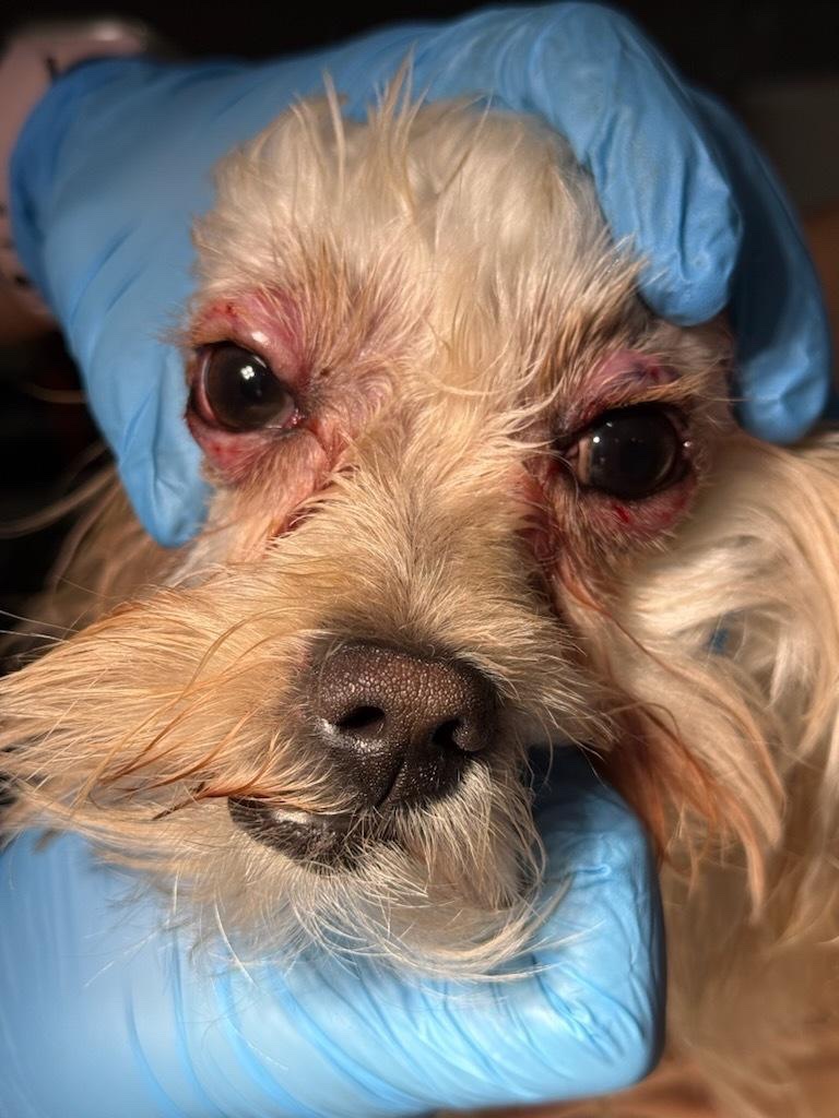Help Cookie Get the Veterinary Care She Desperately Needs ❤ campaign photo, 2 of 8