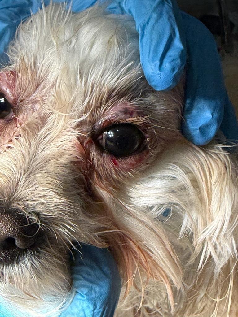 Help Cookie Get the Veterinary Care She Desperately Needs ❤ campaign photo, 4 of 8