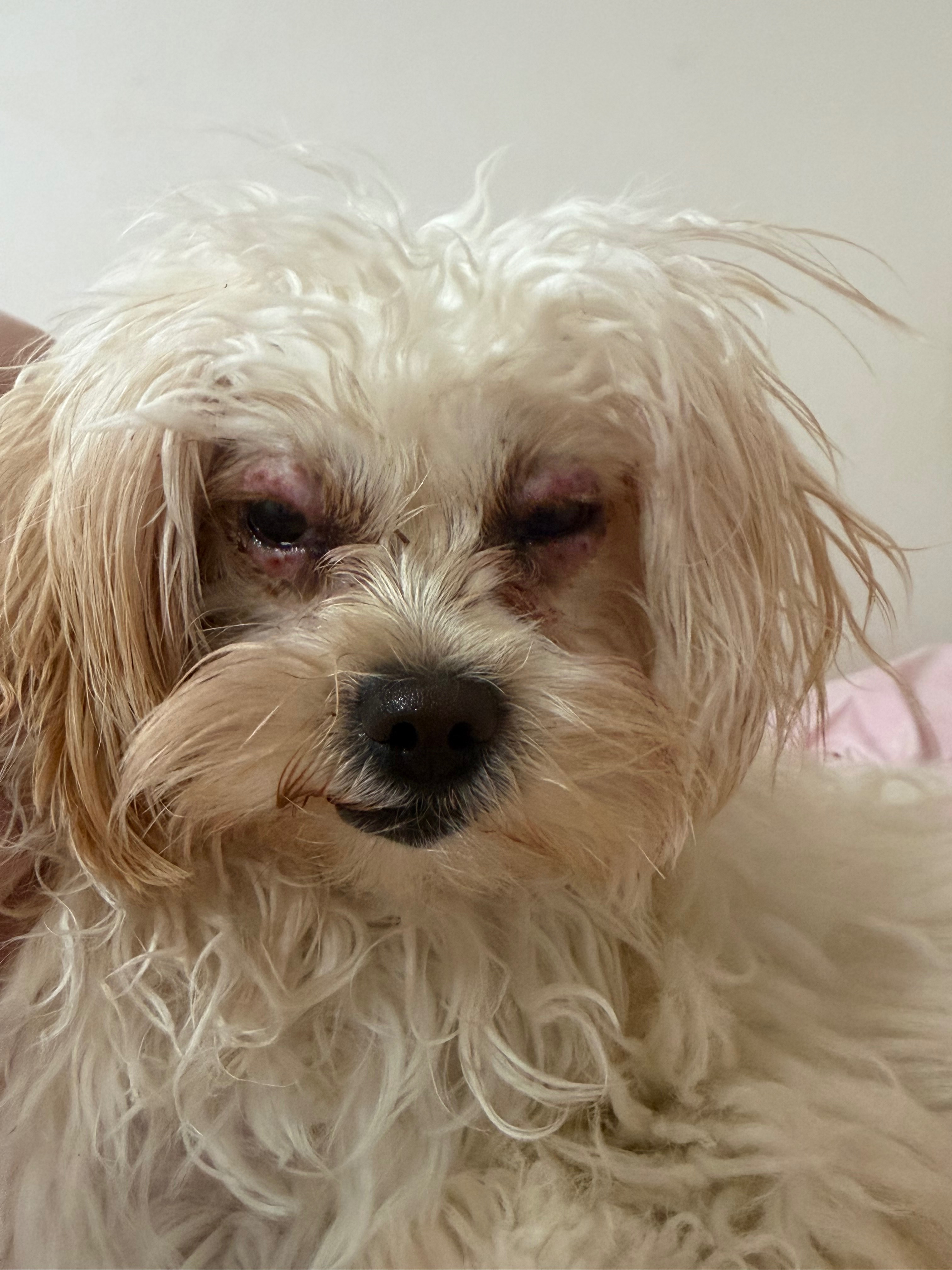 Help Cookie Get the Veterinary Care She Desperately Needs ❤ campaign photo, 5 of 8