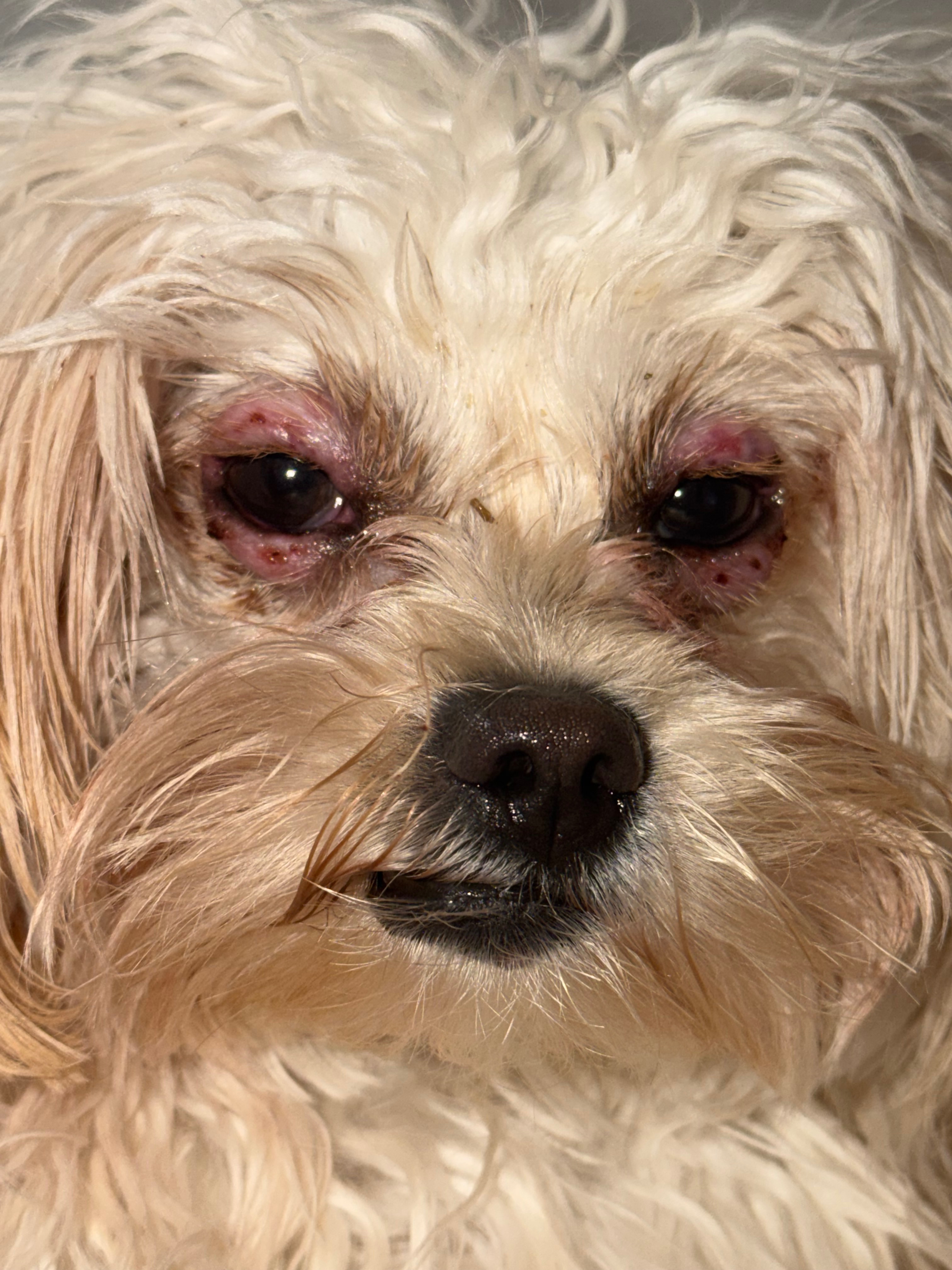 Help Cookie Get the Veterinary Care She Desperately Needs ❤ campaign photo, 6 of 8
