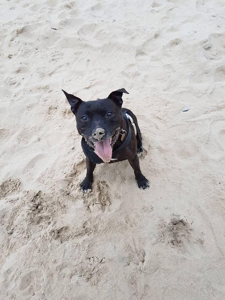 Help get my dog emergency surgery campaign photo, 5 of 6
