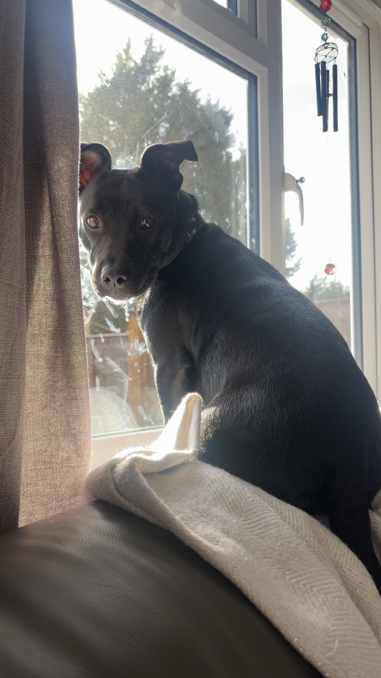 Help get my dog emergency surgery campaign photo, 2 of 6