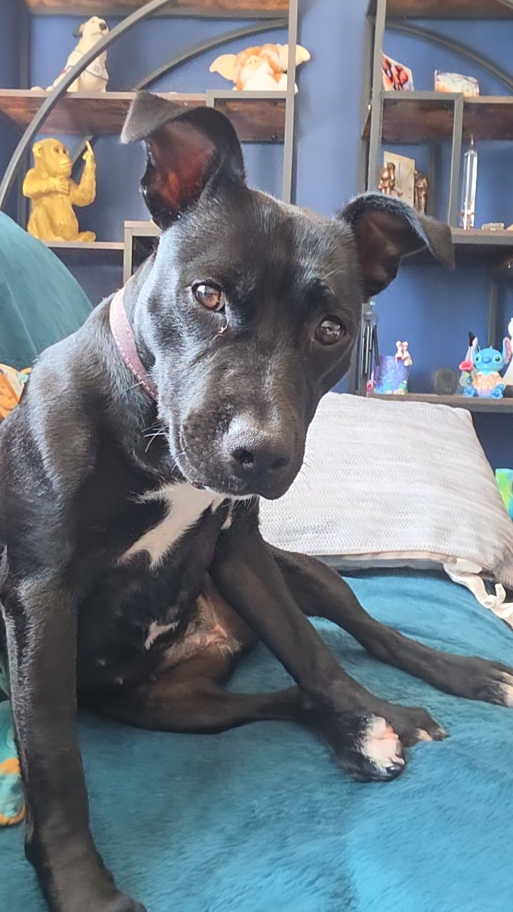 Help get my dog emergency surgery campaign photo, 4 of 6