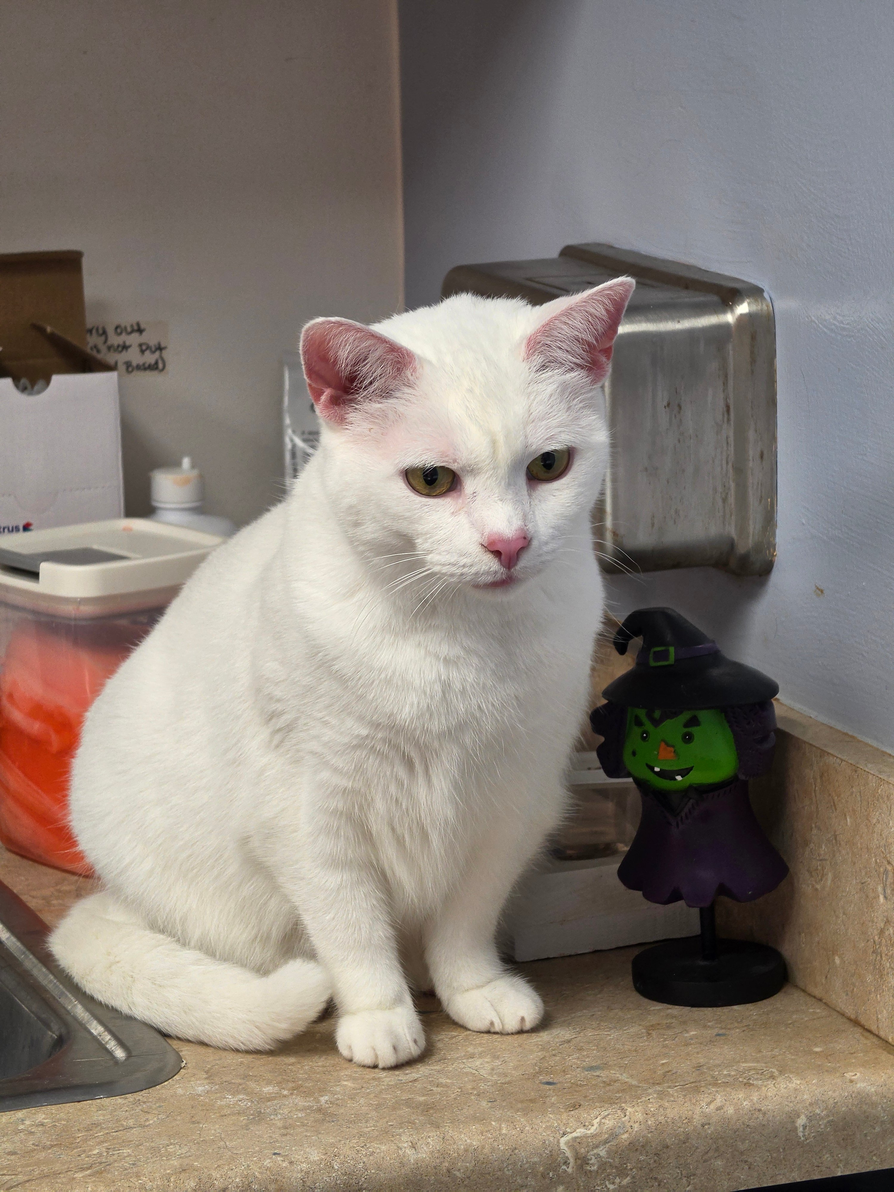 Please Help My Luna Get Her Dental Care campaign photo, 4 of 6