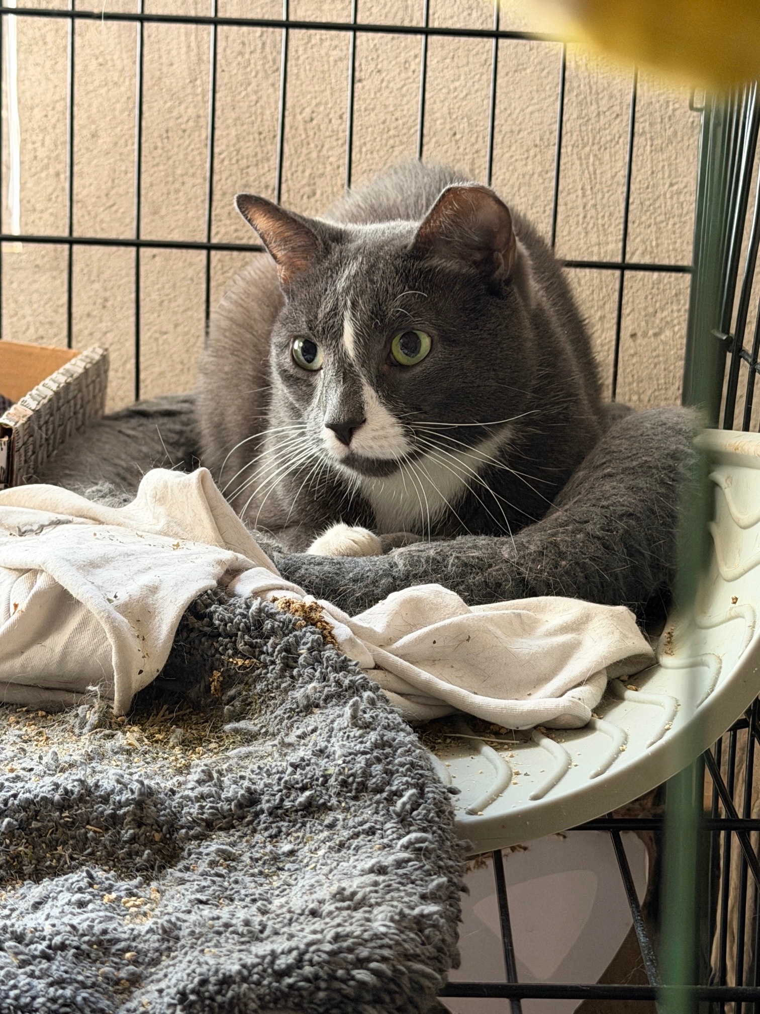 A Safe Haven for Cats Needs a New Door campaign photo, 5 of 10