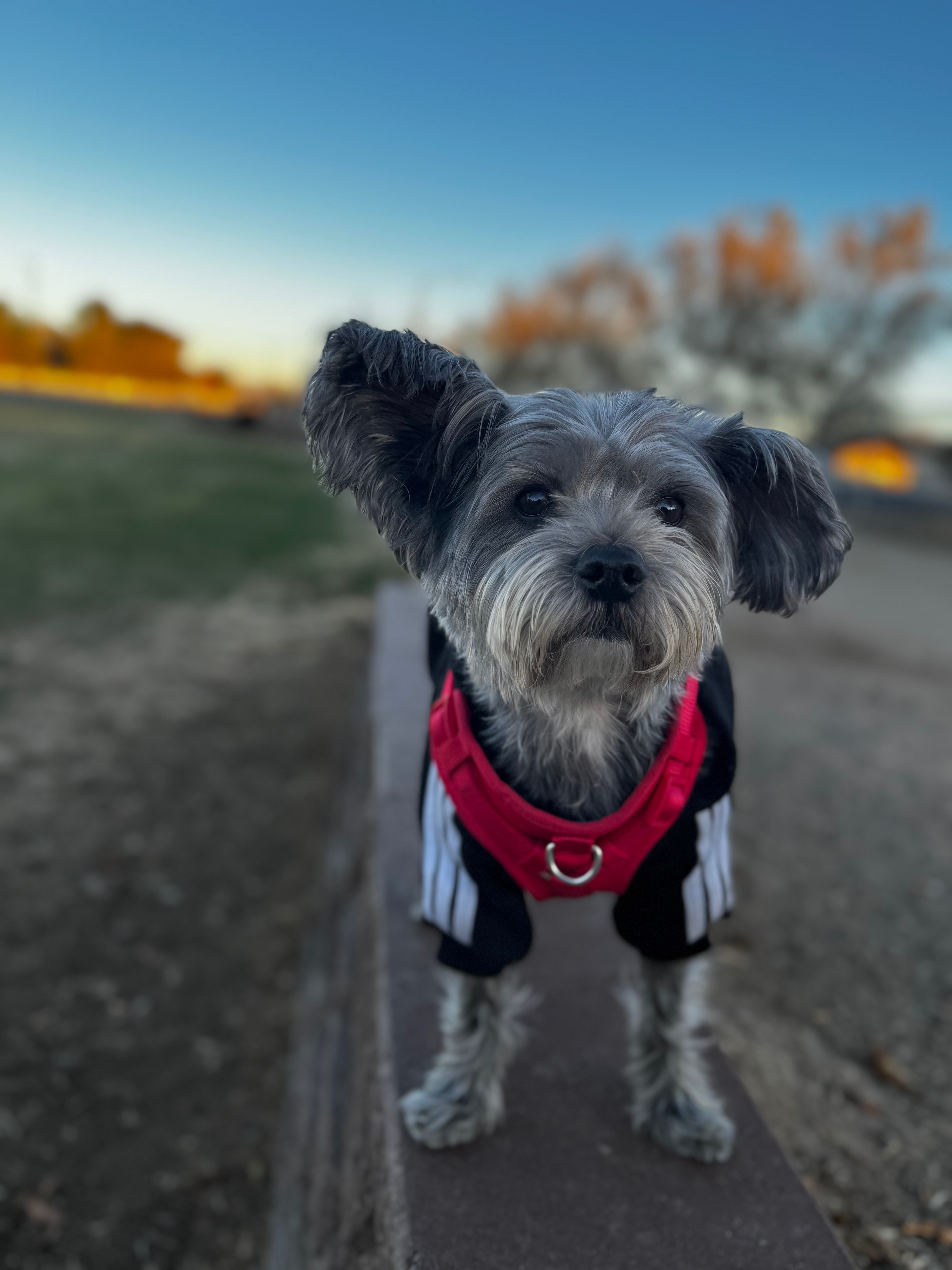 Fundraiser by Alexis Cupich : Bo’s Ongoing Vet Care