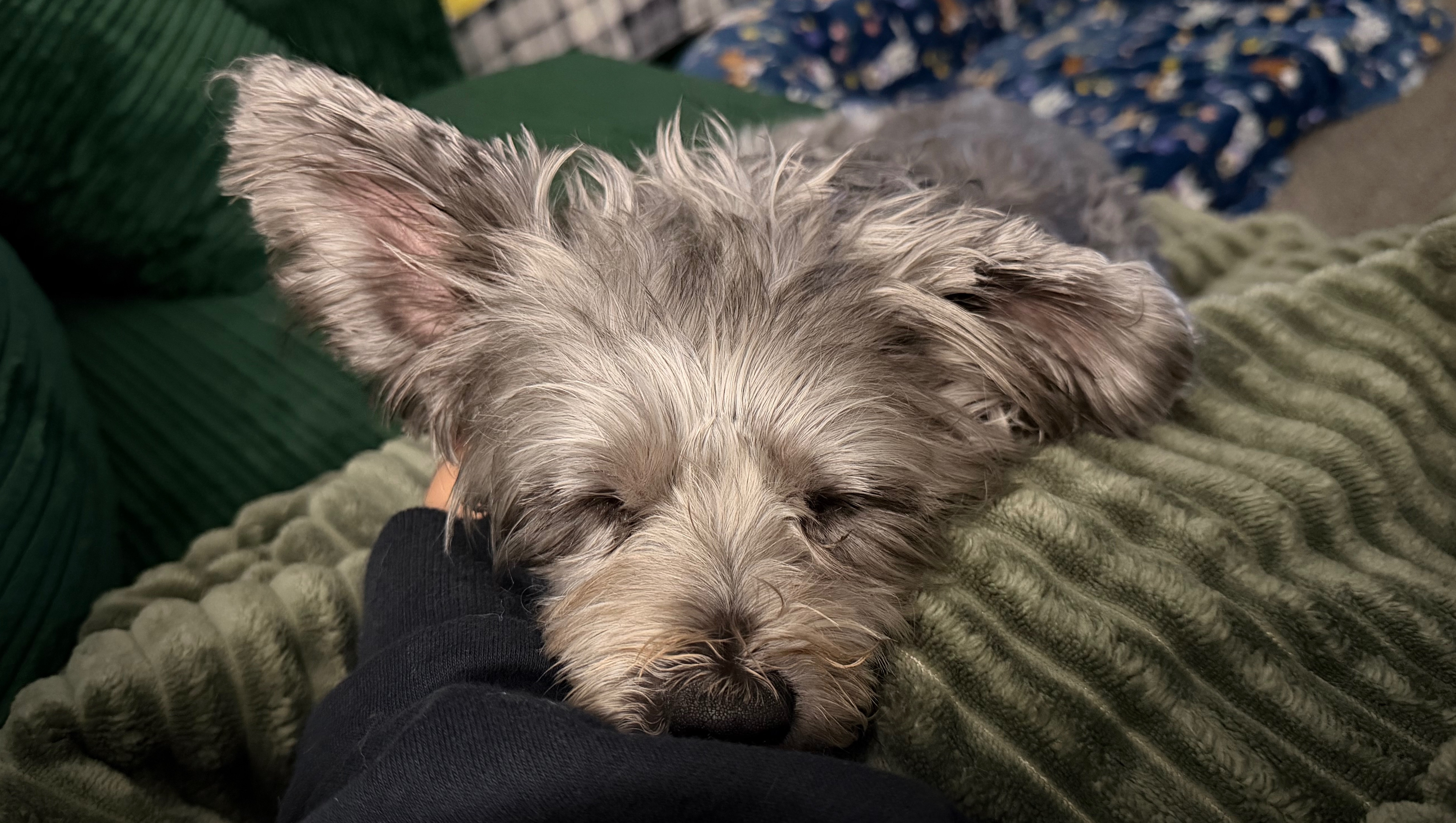 Fundraiser by Alexis Cupich : Bo’s Ongoing Vet Care
