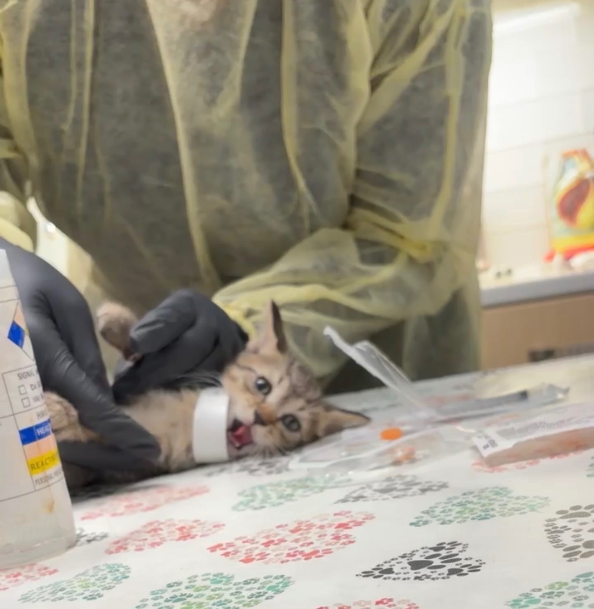 Emergency Vet Care for Rescued Kittens Central Harlem campaign photo, 10 of 11