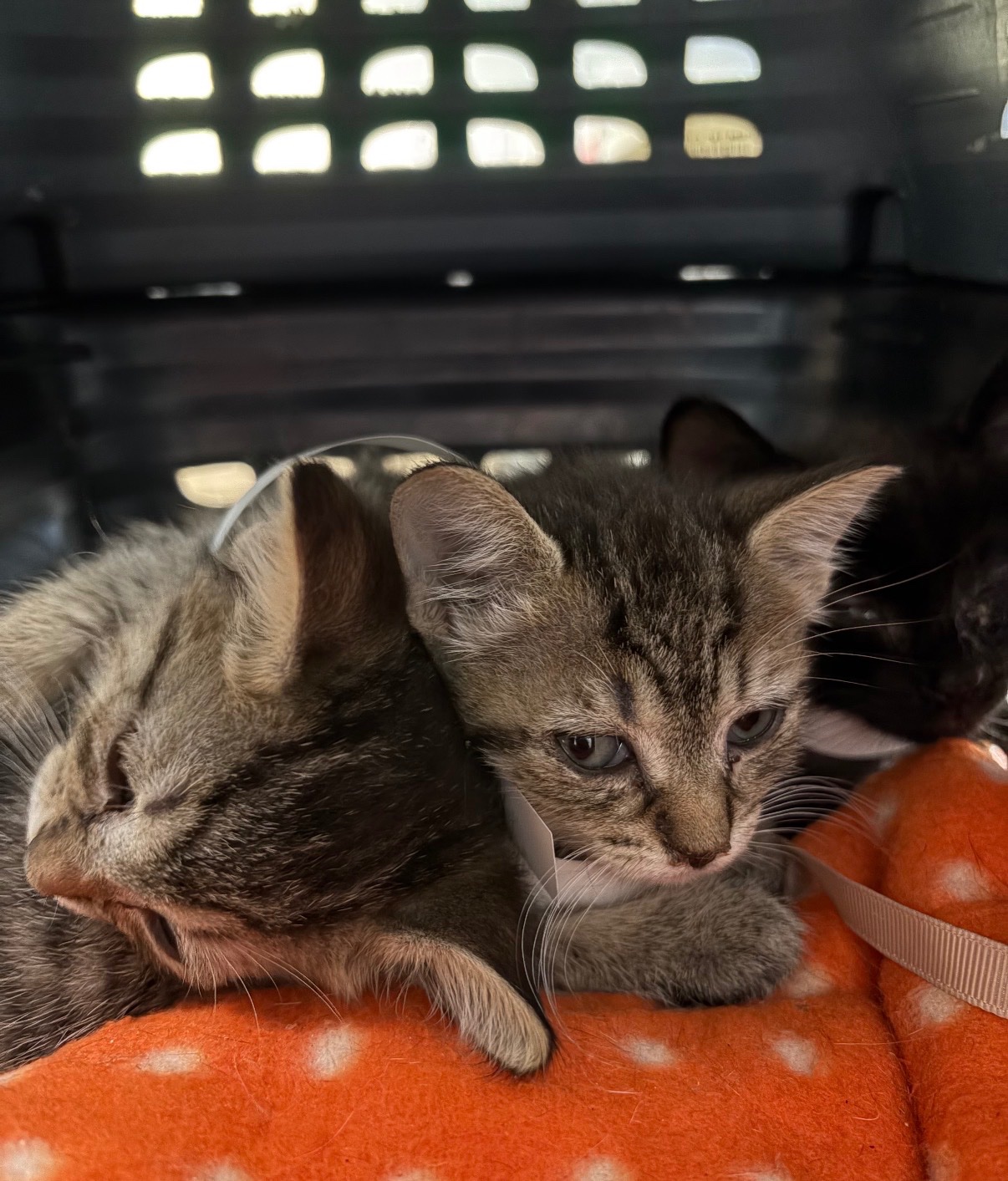 Emergency Vet Care for Rescued Kittens Central Harlem campaign photo, 2 of 11