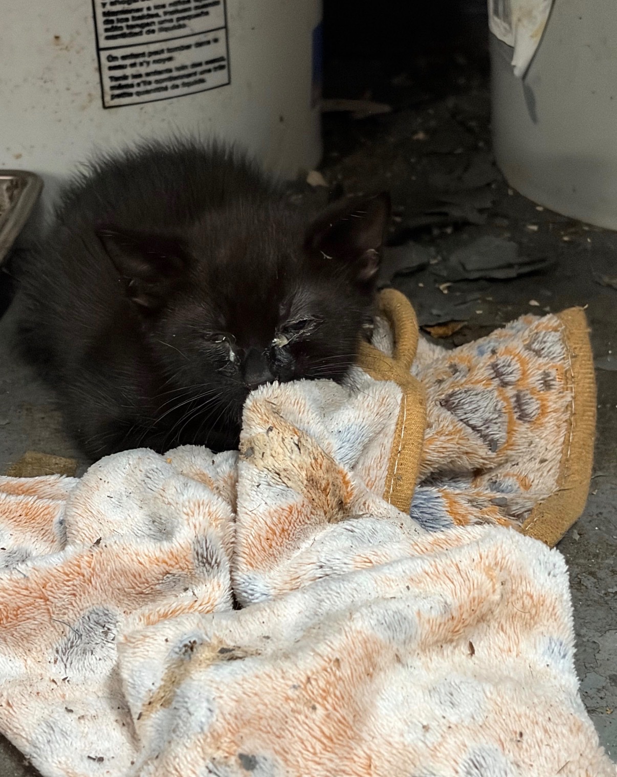 Emergency Vet Care for Rescued Kittens Central Harlem campaign photo, 4 of 11