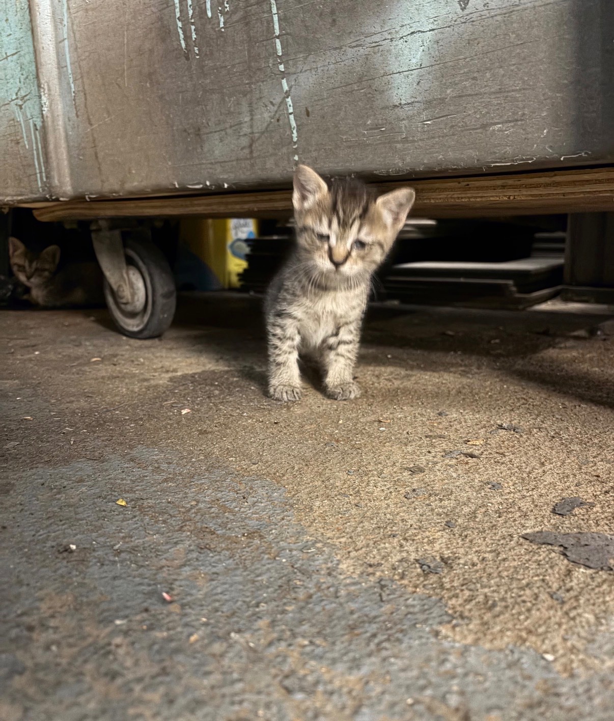 Emergency Vet Care for Rescued Kittens Central Harlem campaign photo, 5 of 11