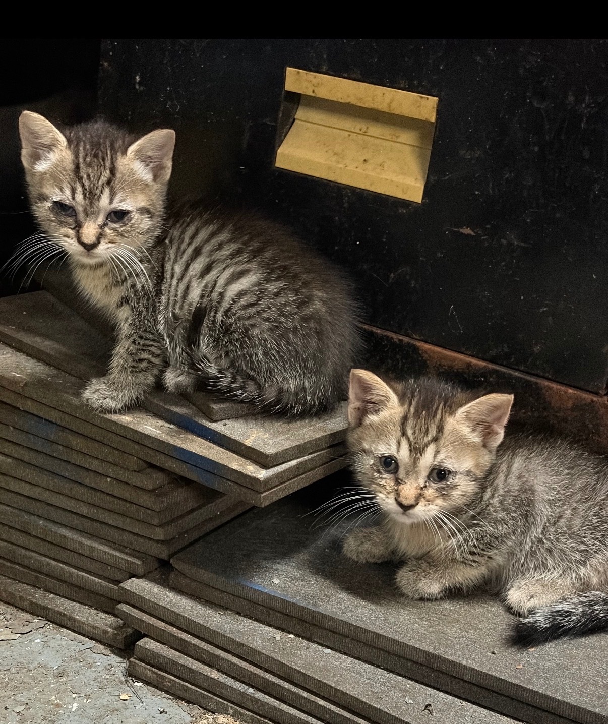Emergency Vet Care for Rescued Kittens Central Harlem campaign photo, 8 of 11