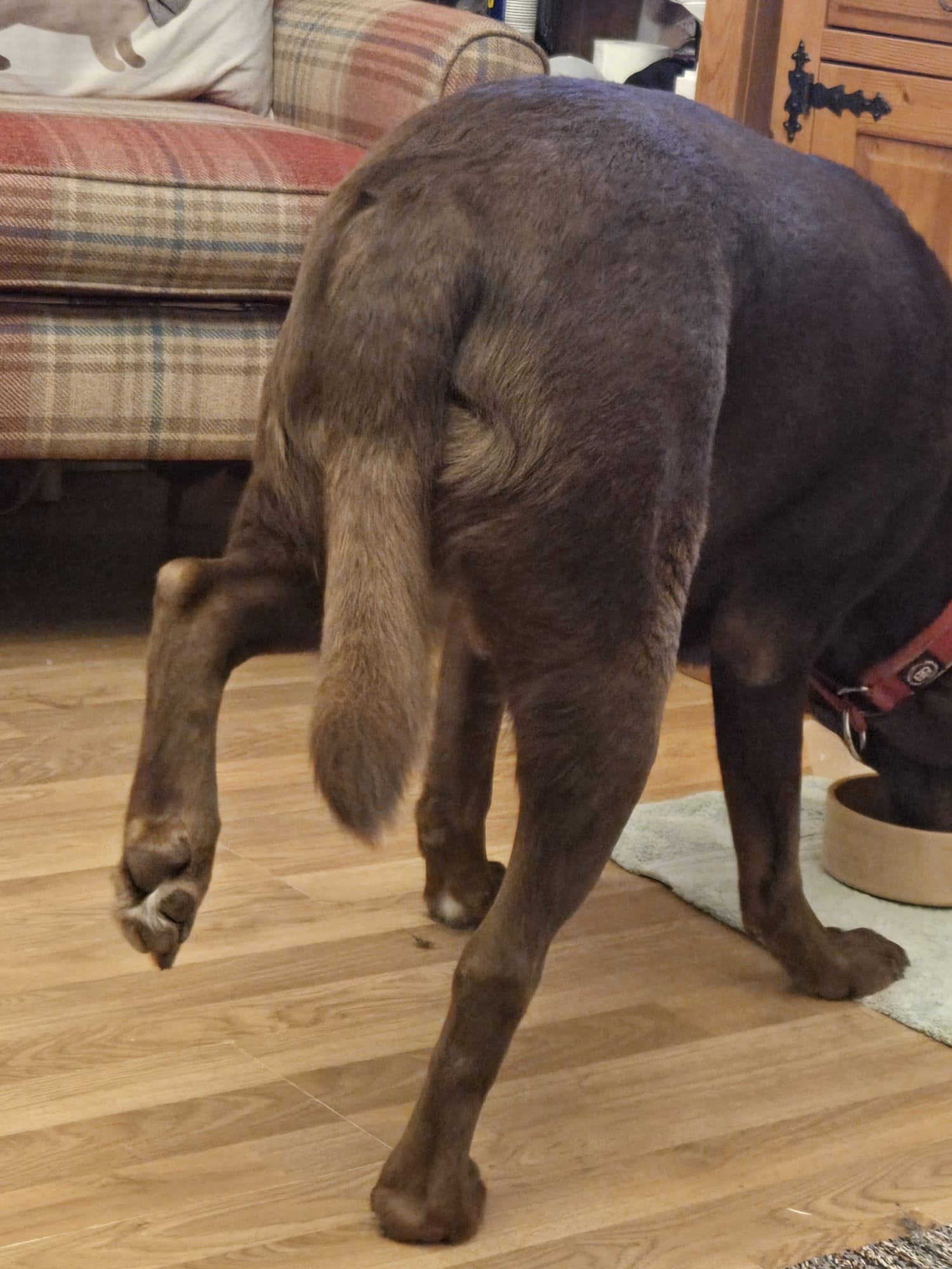 Help Koda the Assistance Dog Get Back on His Paws campaign photo, 5 of 8
