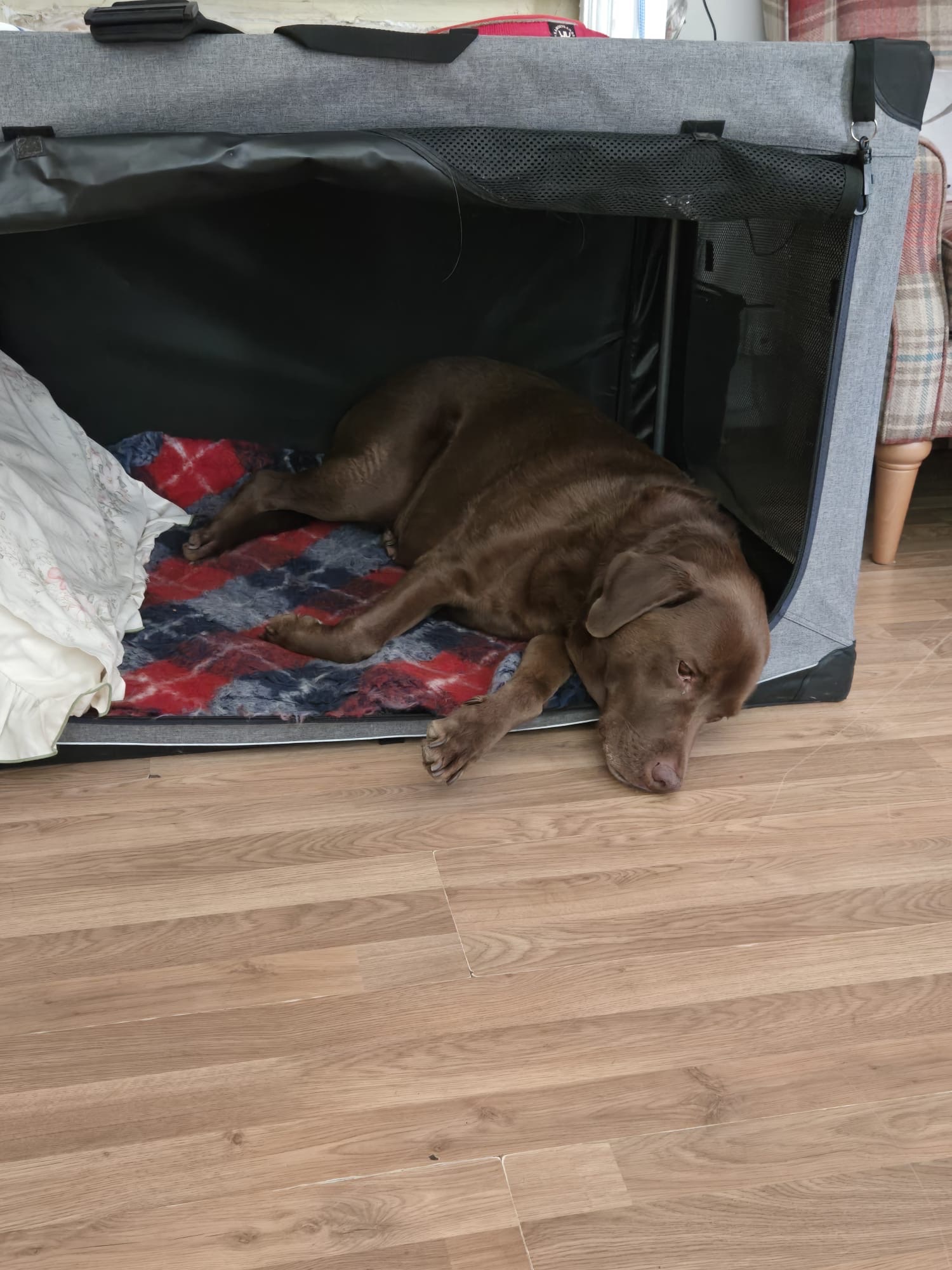 Help Koda the Assistance Dog Get Back on His Paws campaign photo, 6 of 8