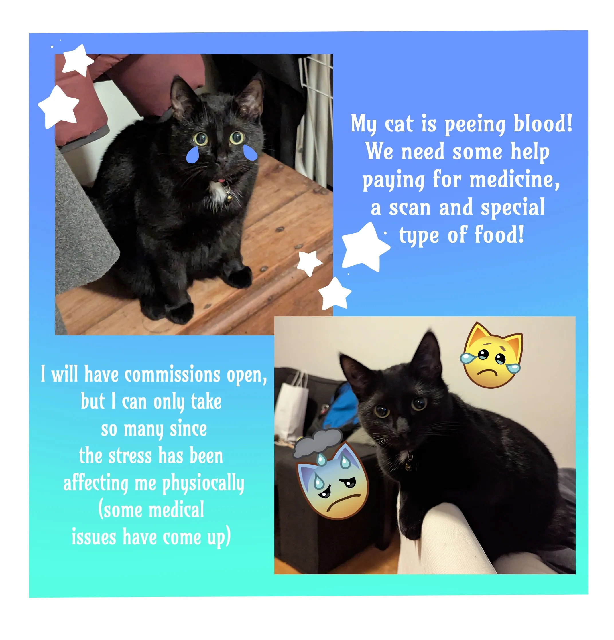 My Cat has Urinary Stones and needs help! campaign photo, 2 of 4