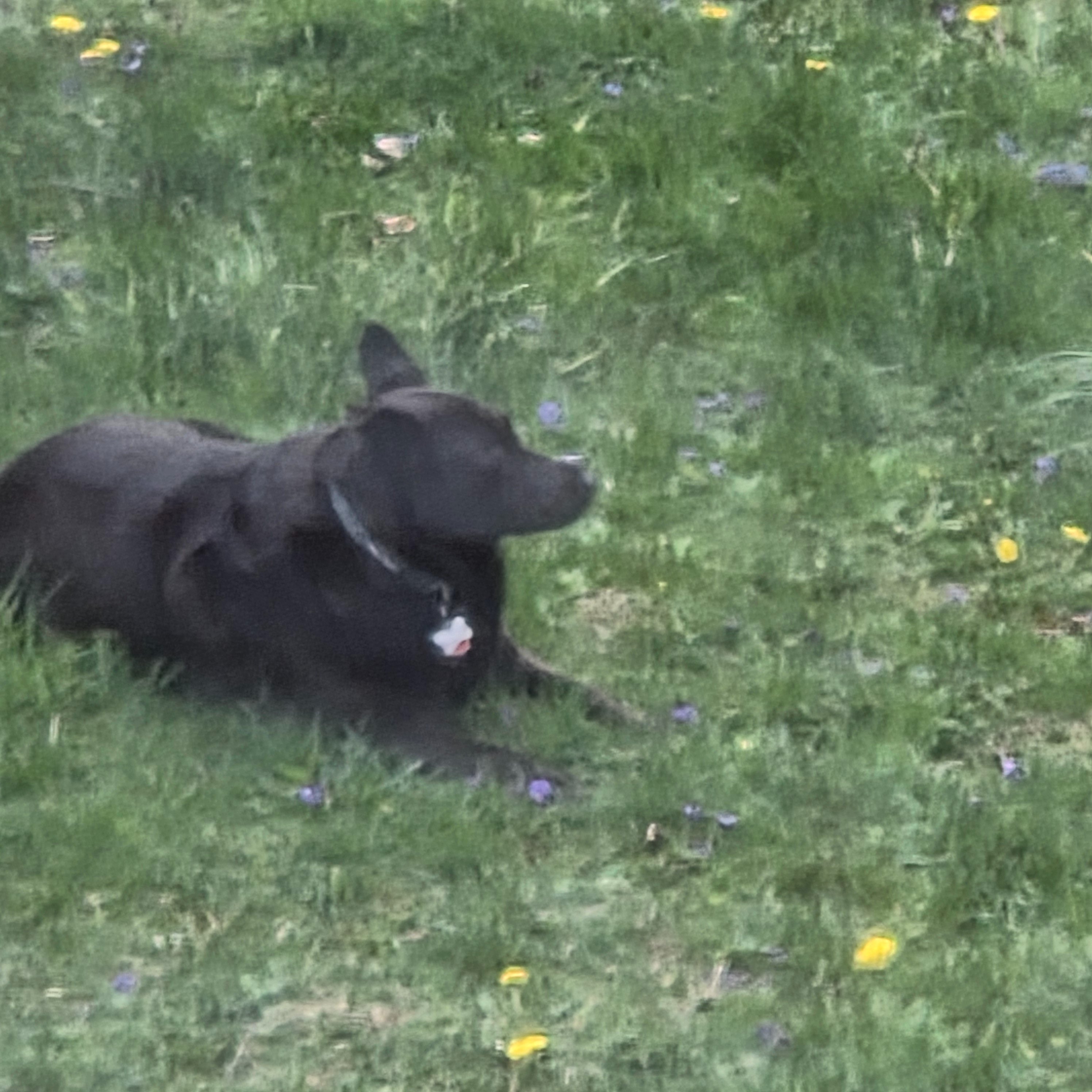 Fundraiser by Christina Aul : Donate for Lacey’s Vet Surgery Costs