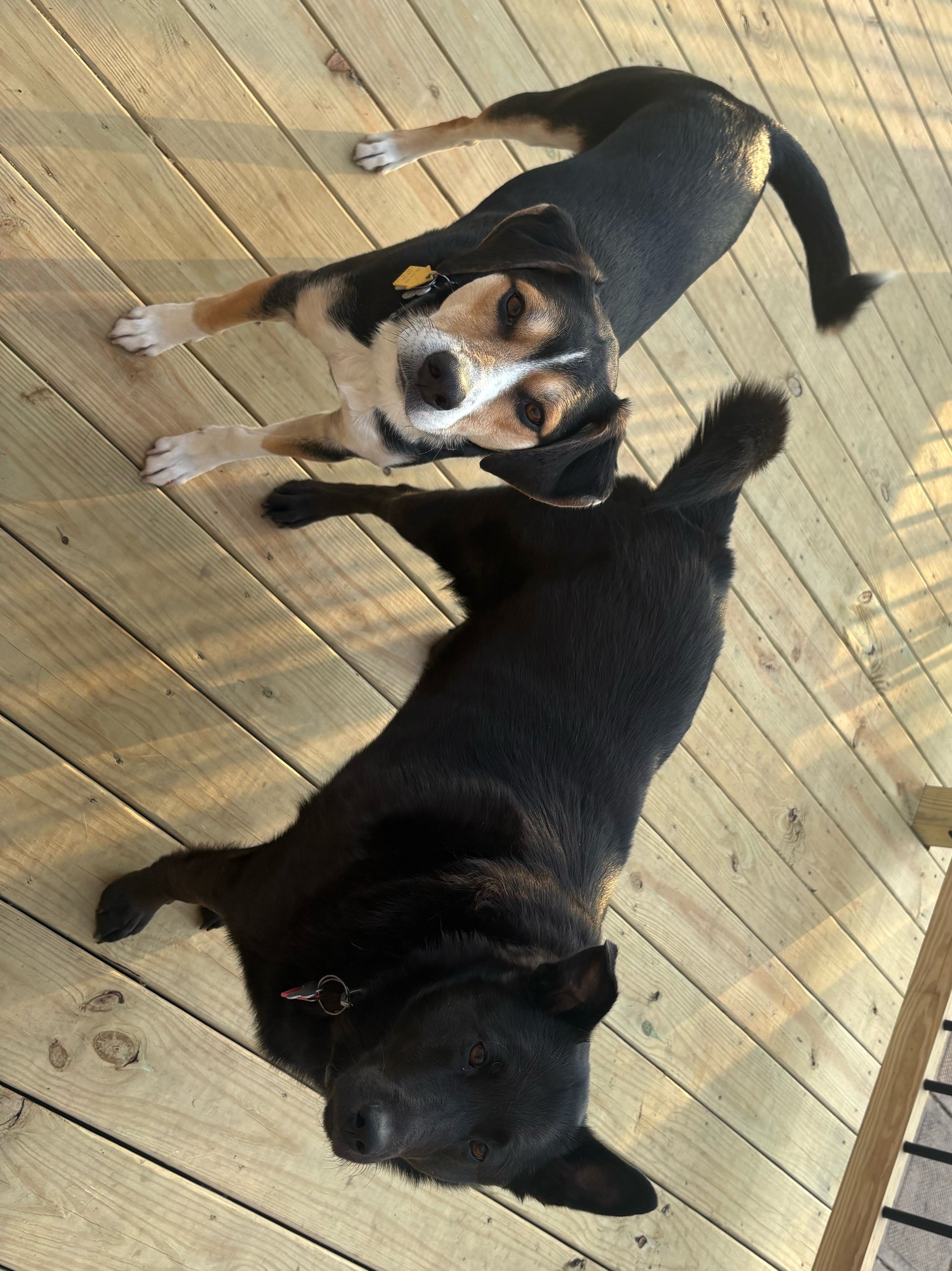 Fundraiser by Christina Aul : Donate for Lacey’s Vet Surgery Costs